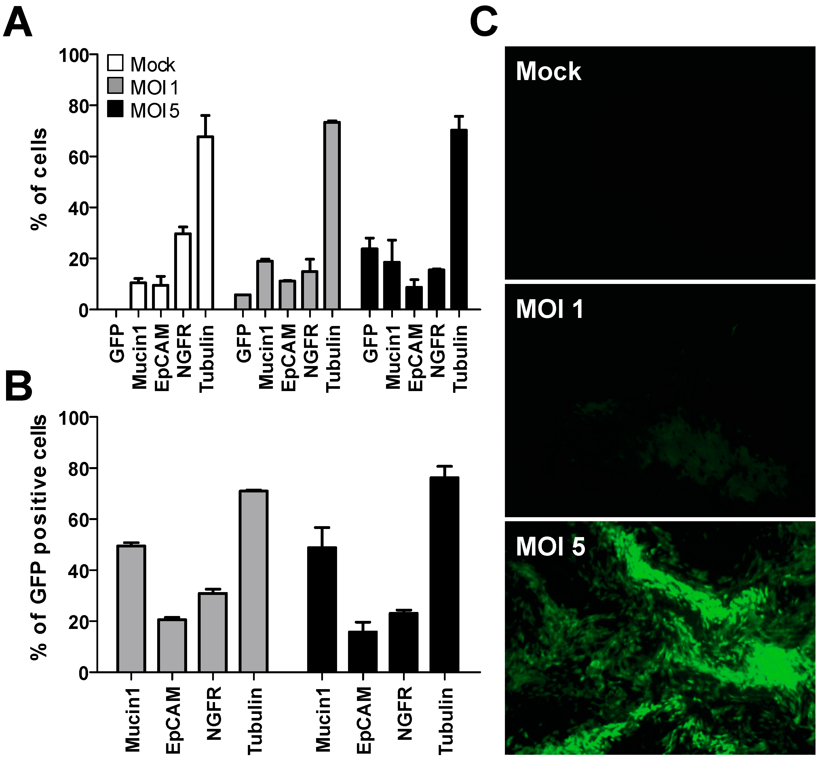Viruses 11 00747 g001