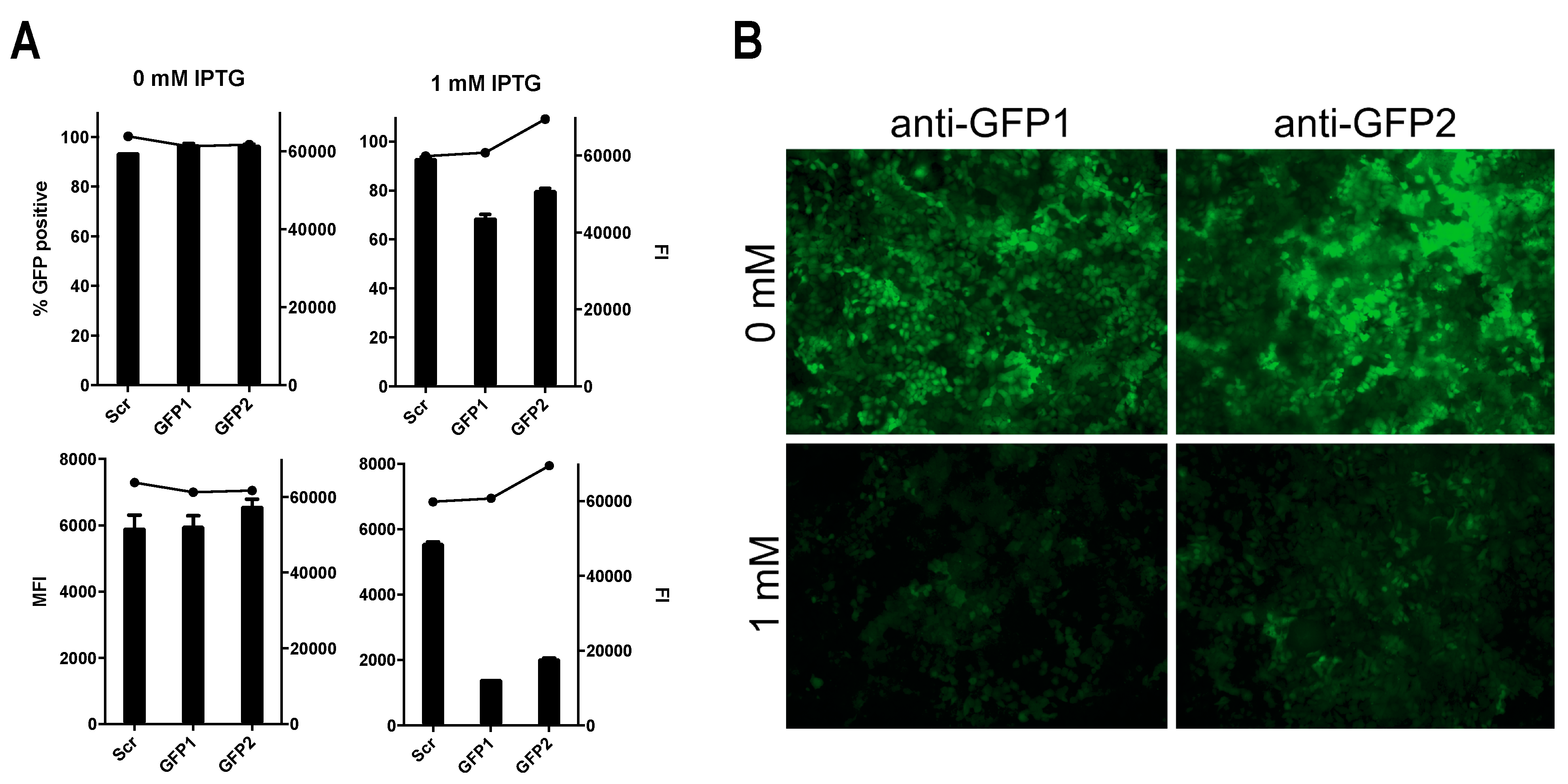 Viruses 11 00747 g004