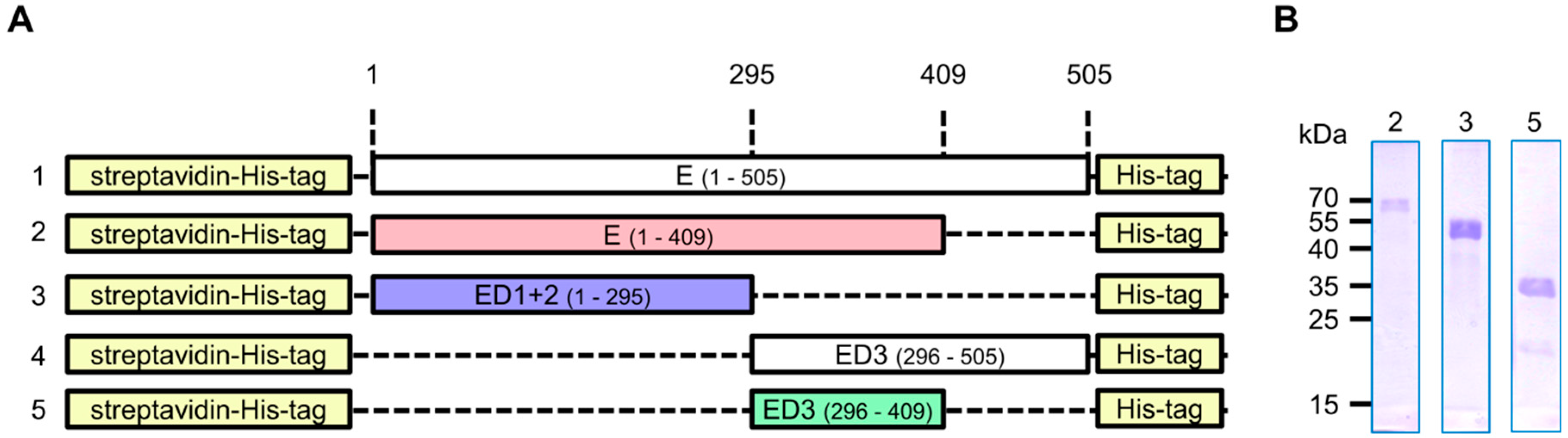 Viruses 11 00748 g001