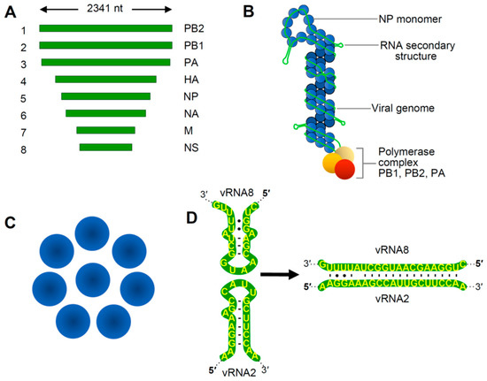 Viruses Free Full Text Trans Acting Rna Rna Interactions In Segmented Rna Viruses Html Viruses Free Full Text Trans Acting Rna Rna Interactions In Segmented Rna Viruses Html