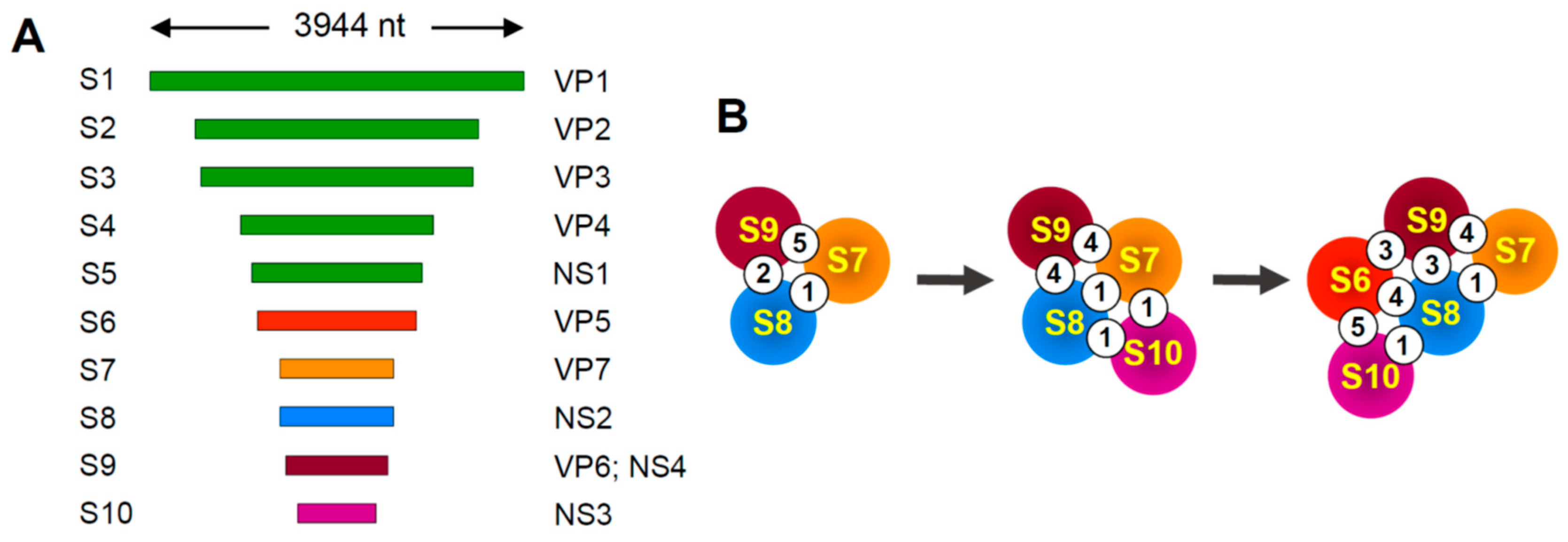 Viruses Free Full Text Trans Acting Rna Rna Interactions In Segmented Rna Viruses Html