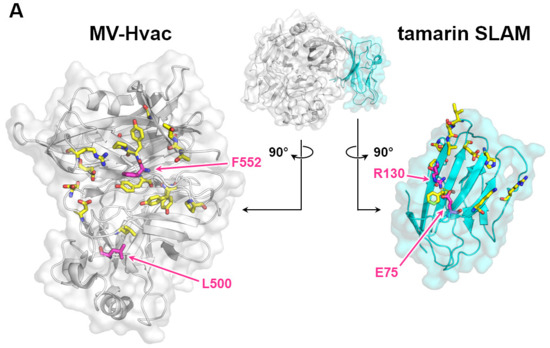 papilloma vírus DNS vagy rna