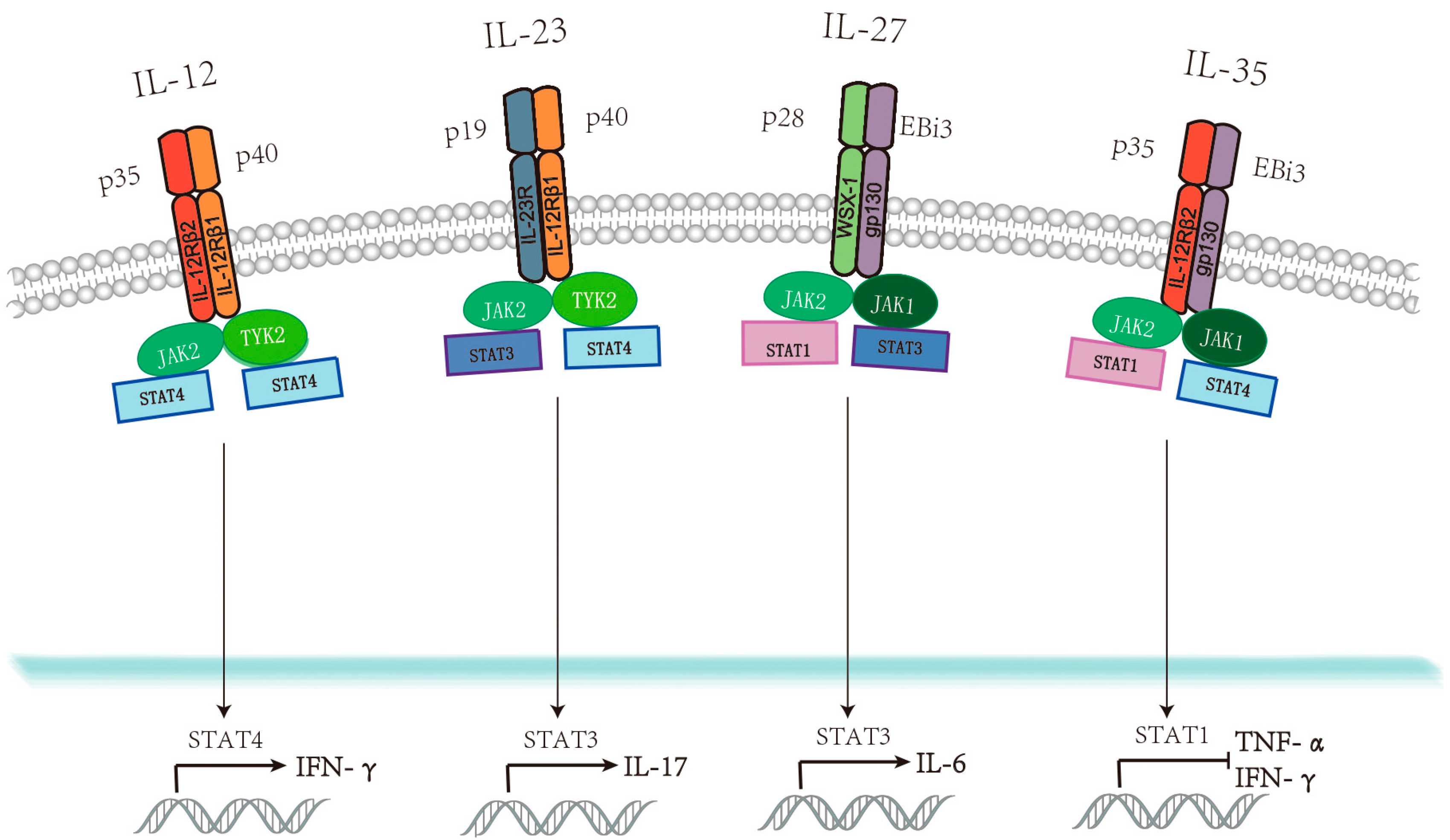 Viruses Free Full Text Immunoregulatory Functions Of The Il 12 Family Of Cytokines In Antiviral Systems Html