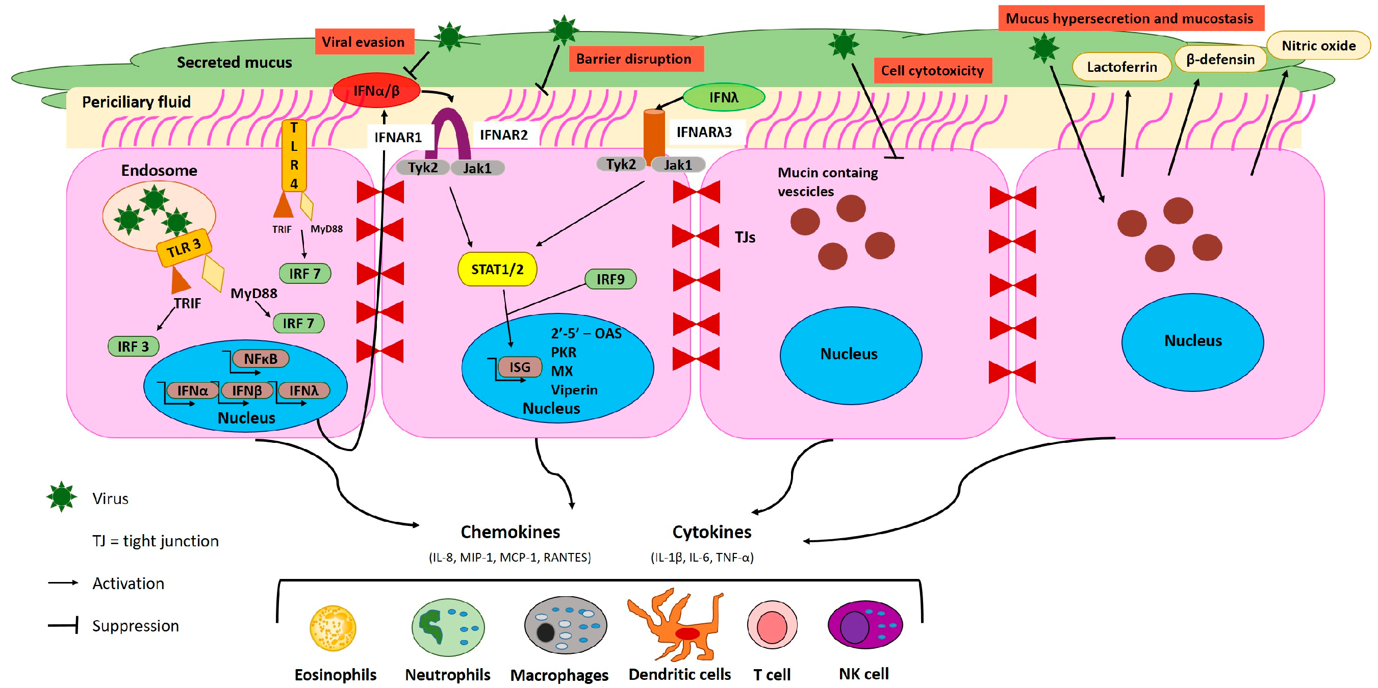 Viruses 11 00780 g001 Viruses 11 00780 g001