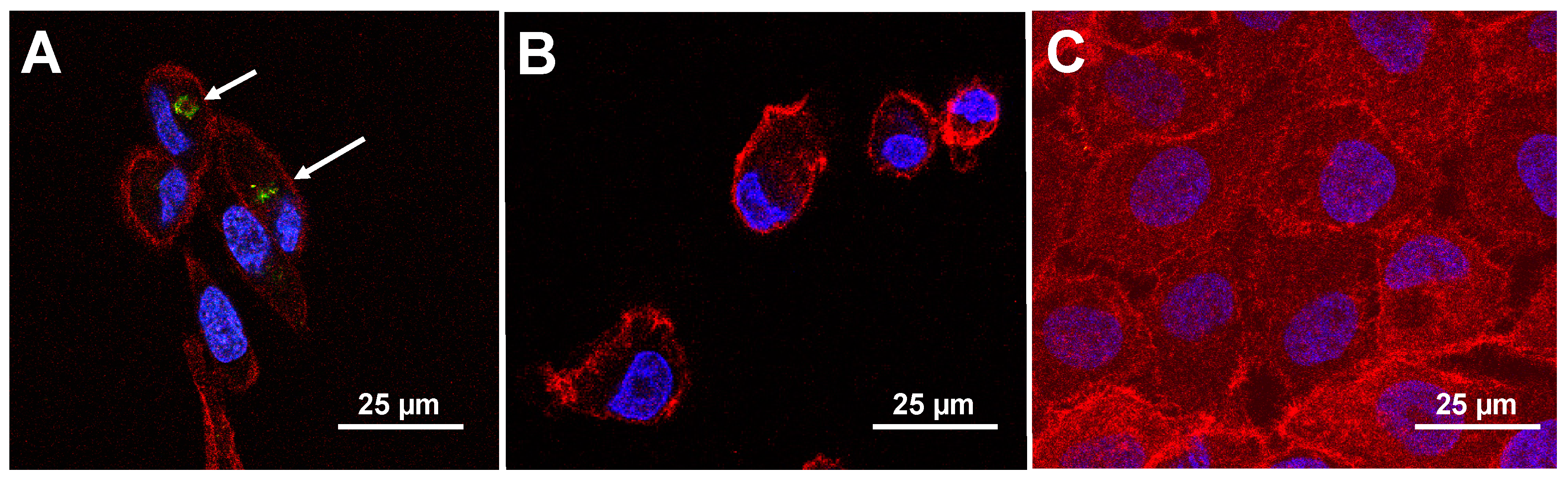 Viruses 11 00785 g003