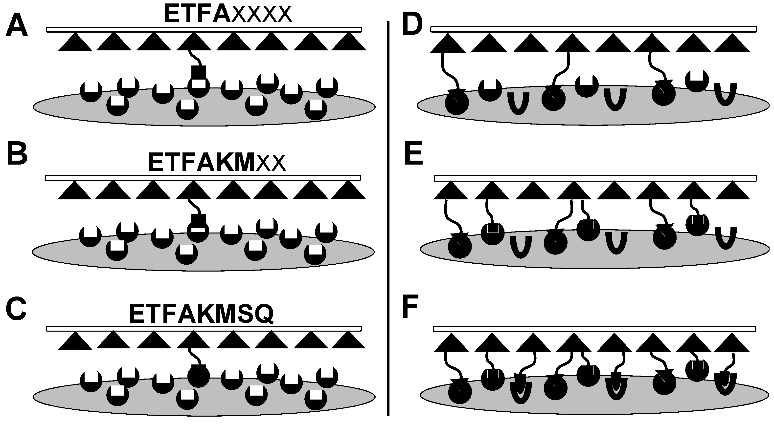 Viruses 11 00785 g004