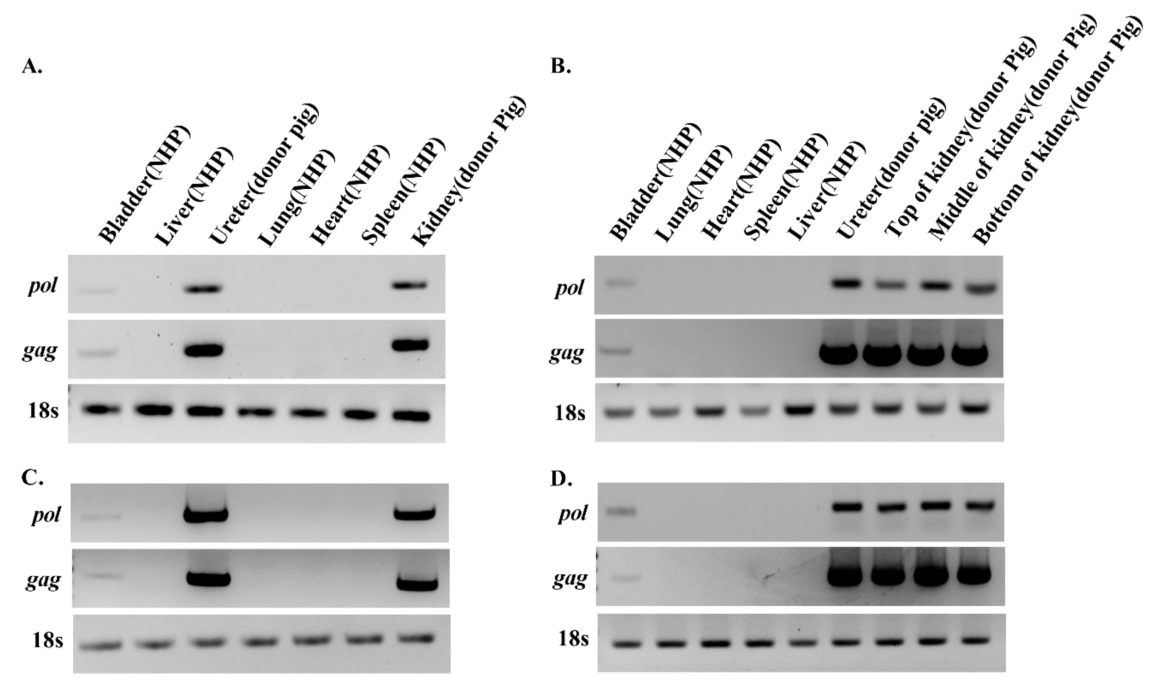 Viruses 11 00801 g002