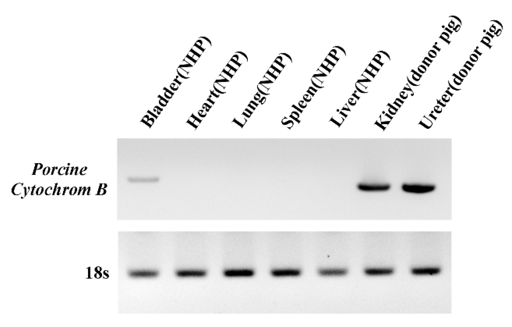 Viruses 11 00801 g004
