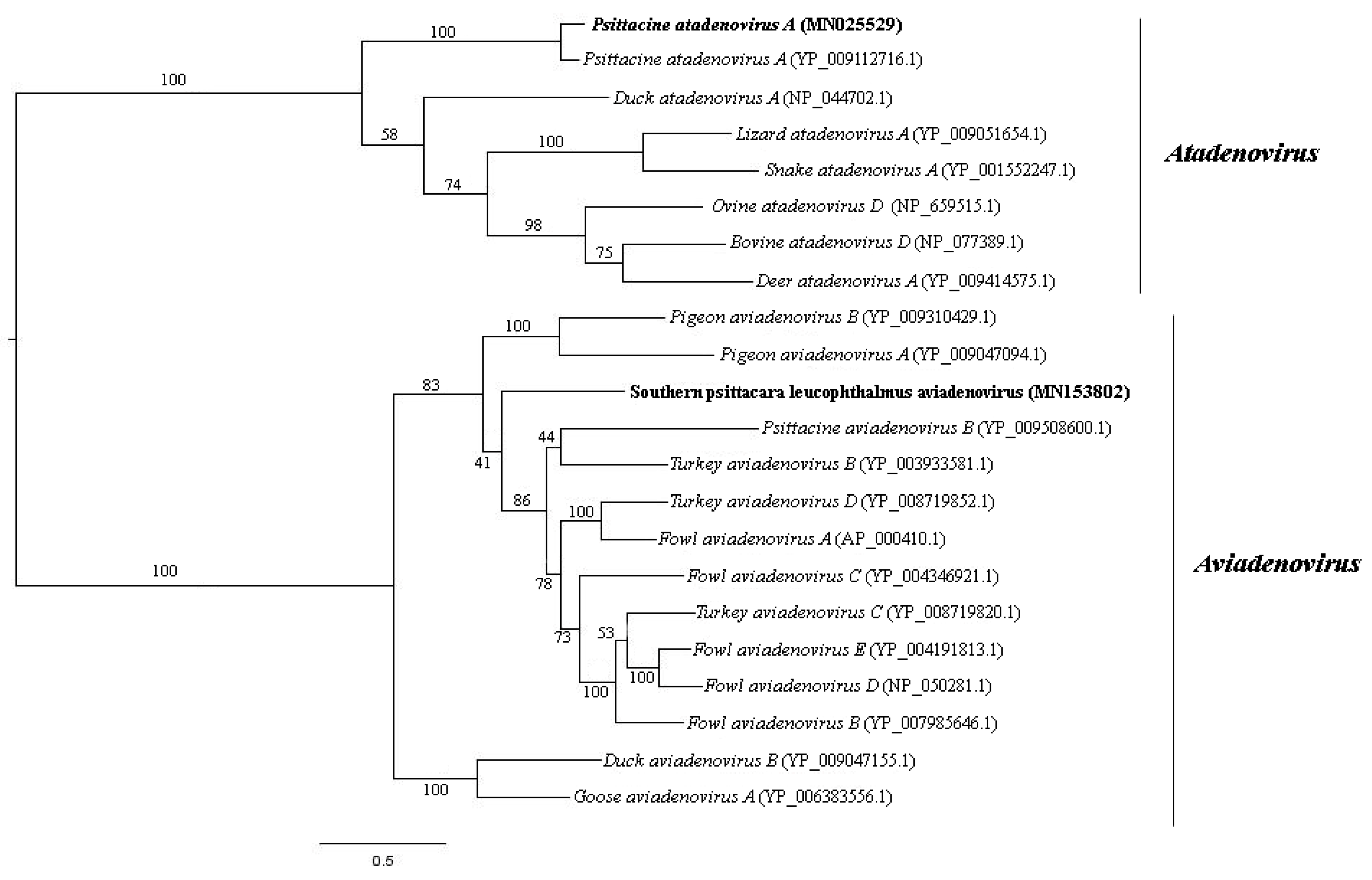 Viruses 11 00803 g004