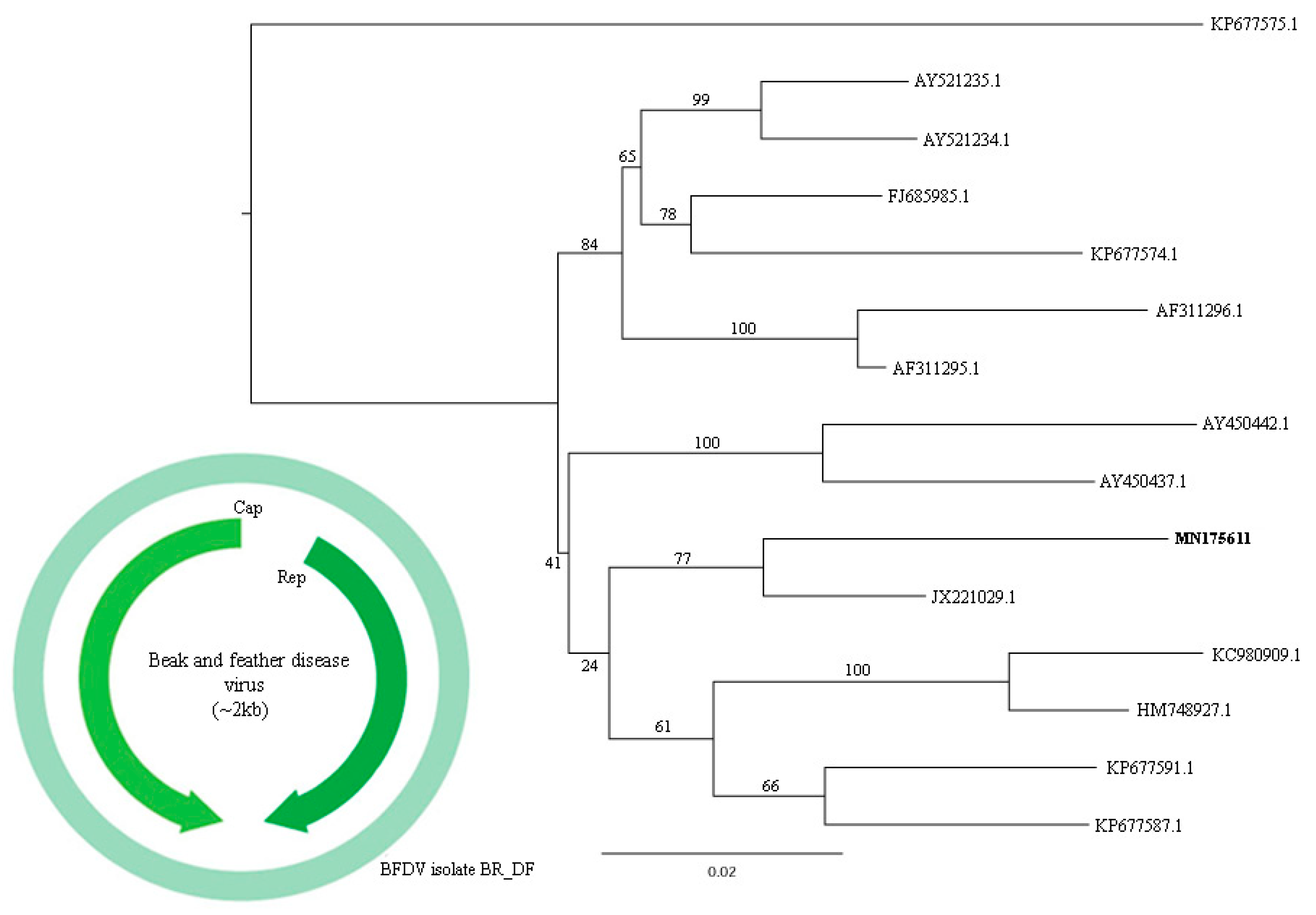 Viruses 11 00803 g010