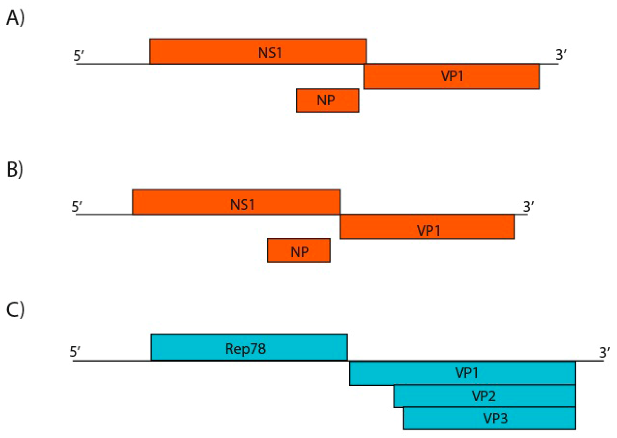 Viruses 11 00803 g011
