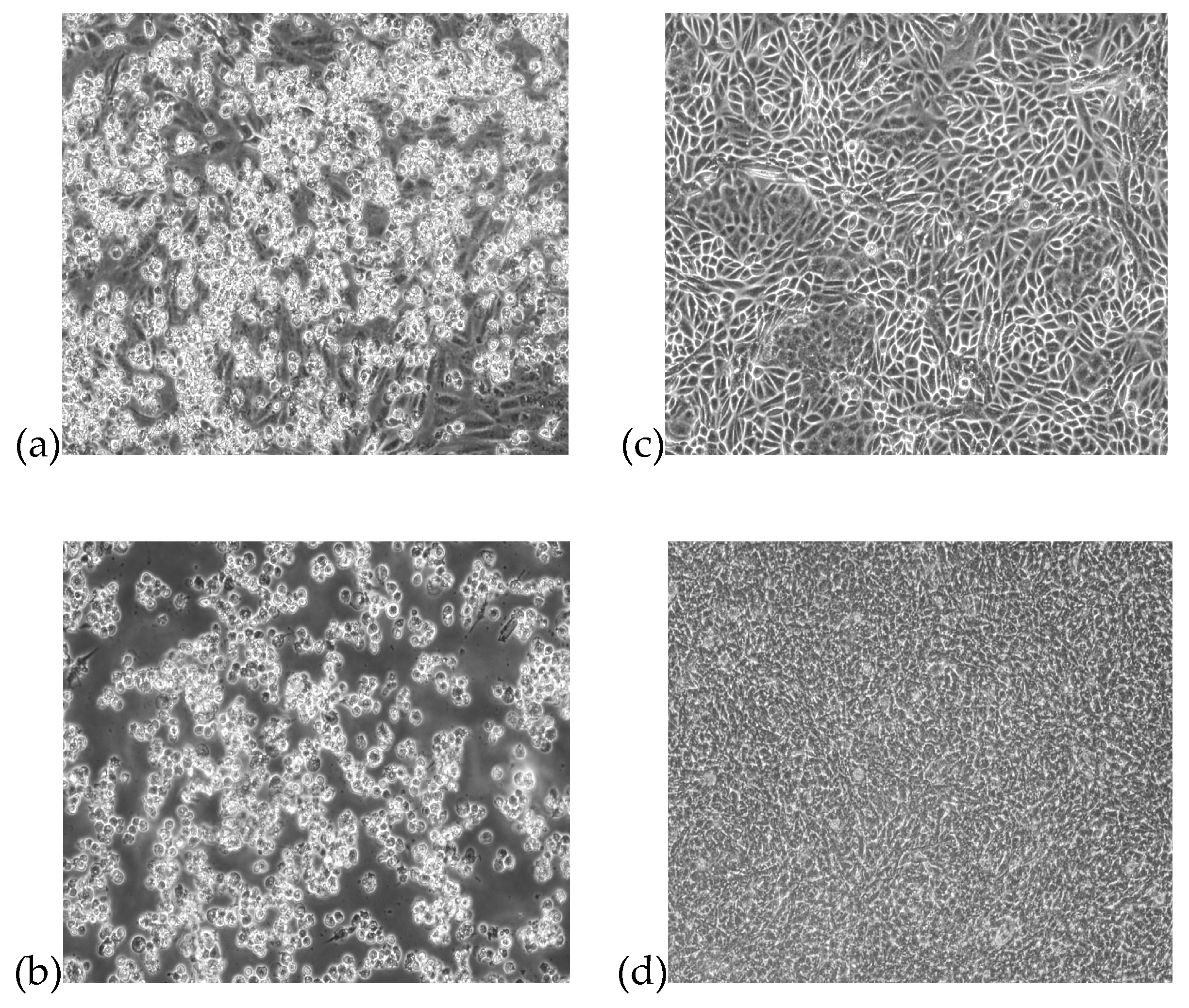 Viruses 11 00810 g001