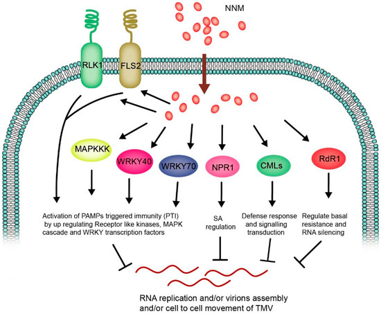 Molecular Regulation of Host Defense Responses Mediated by