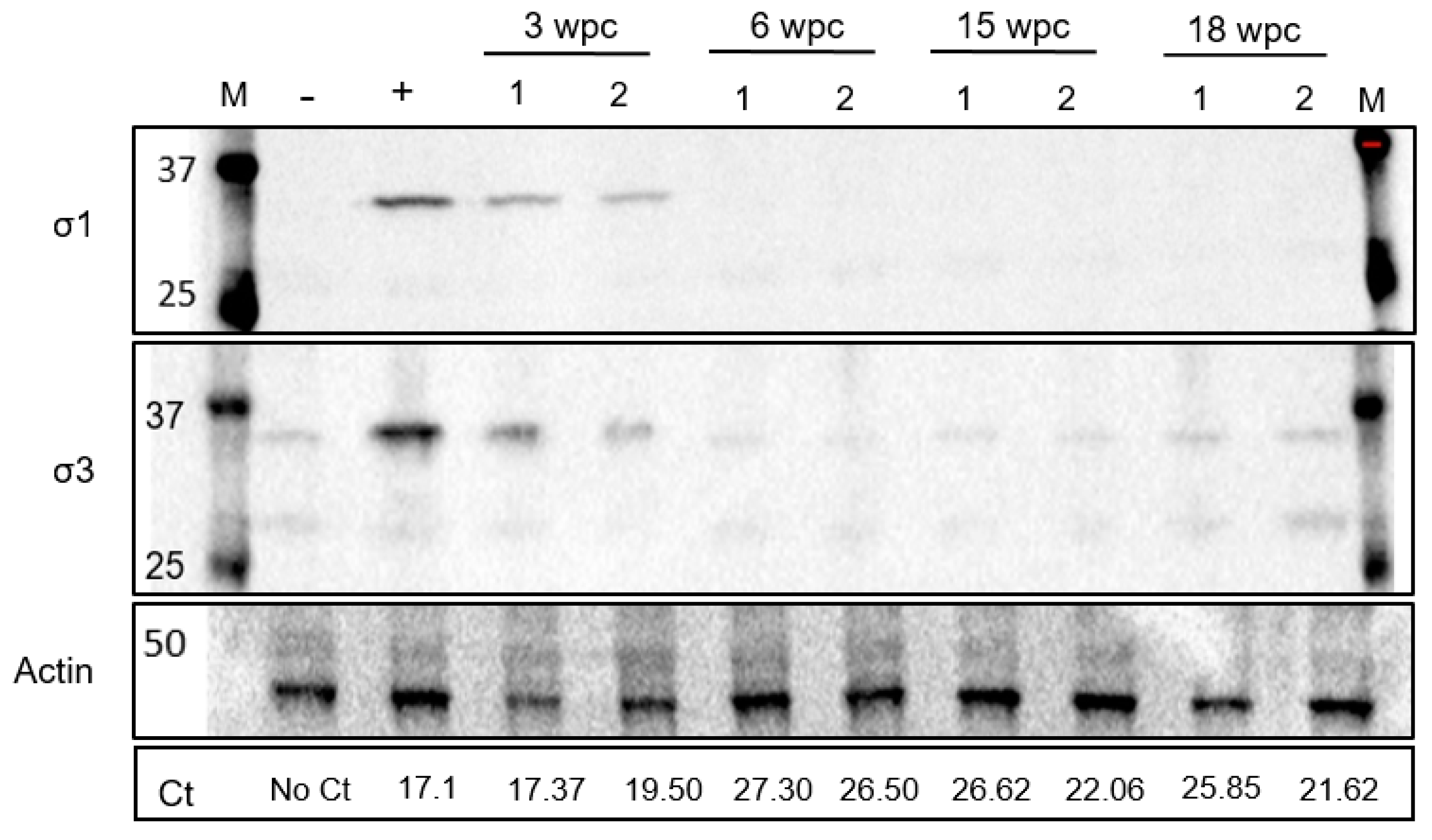 Viruses 11 00824 g003