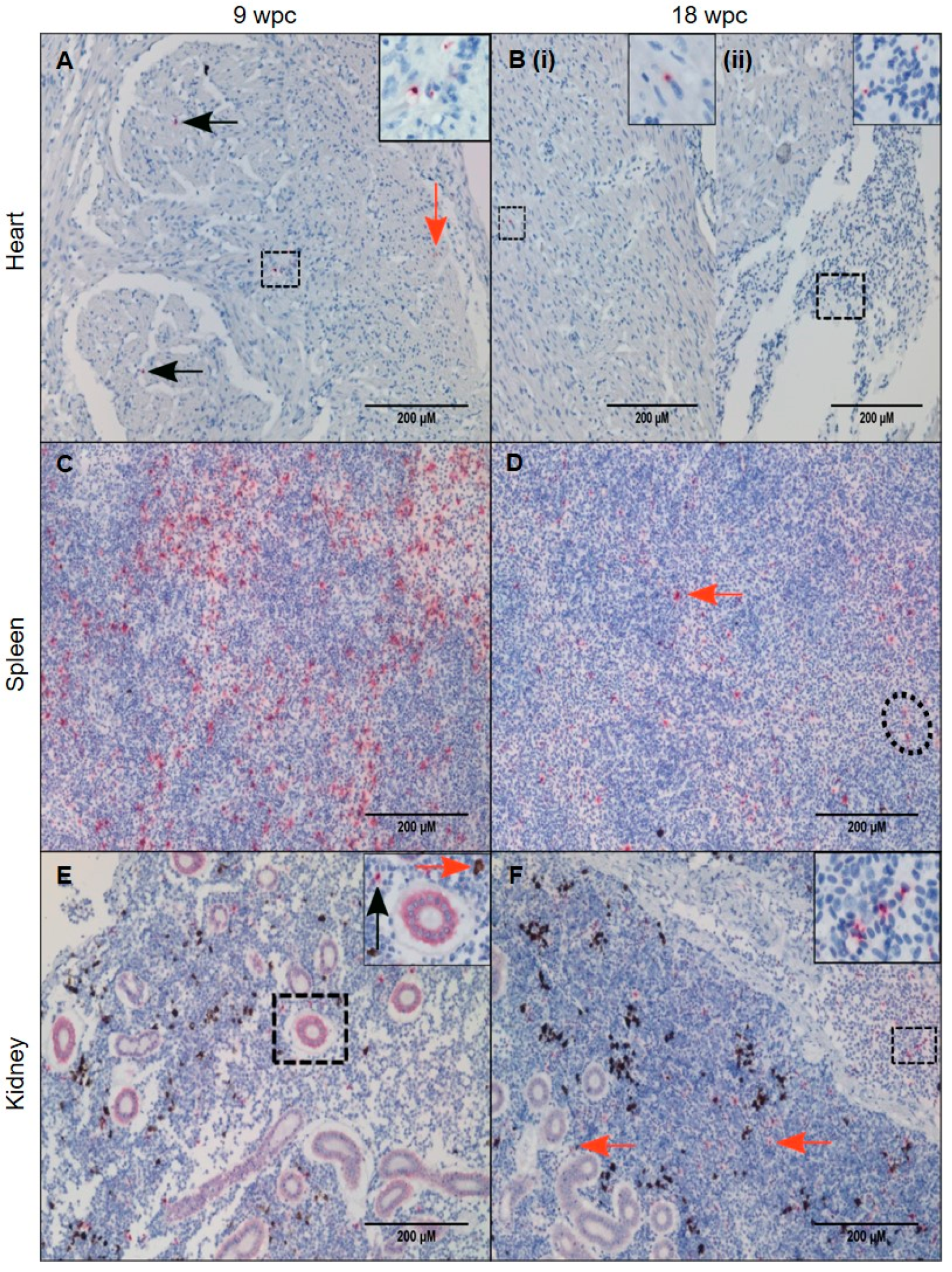 Viruses 11 00824 g005