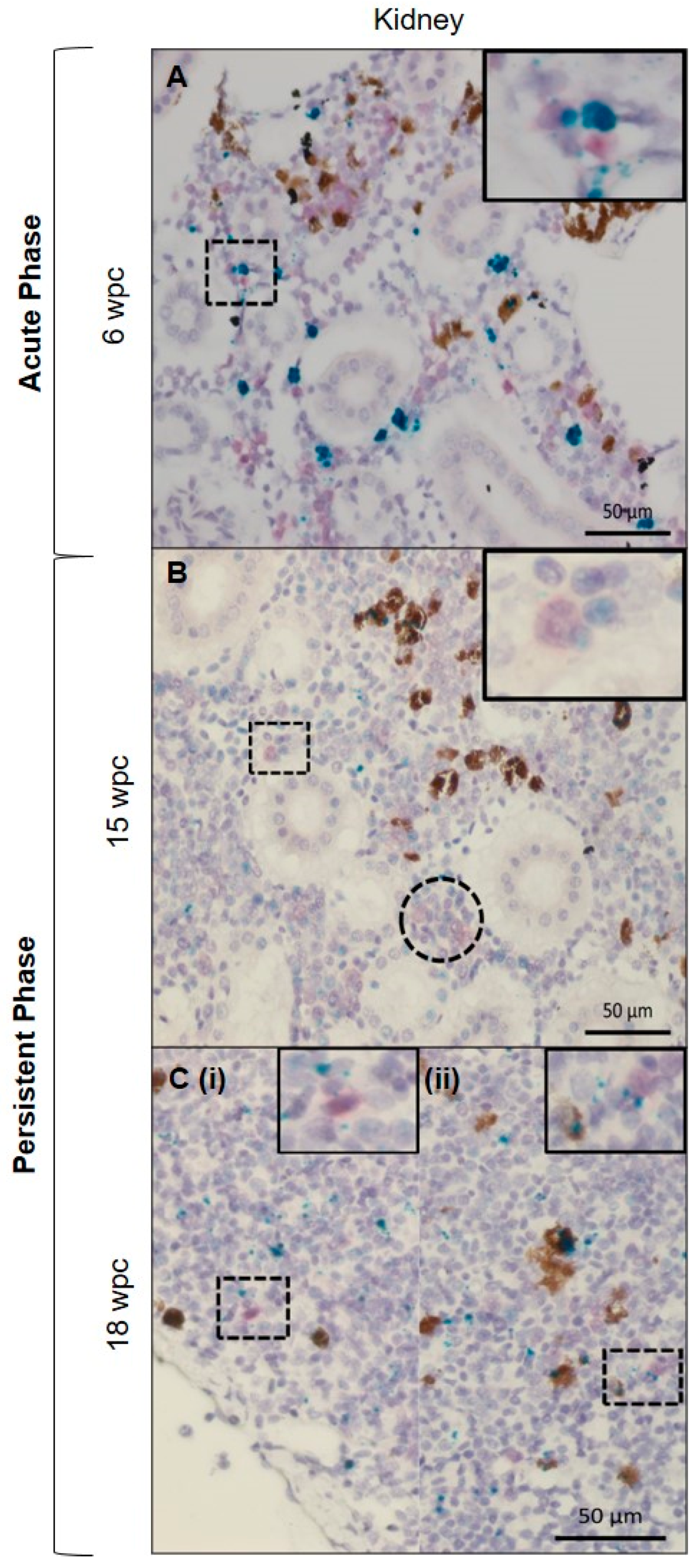 Viruses 11 00824 g007
