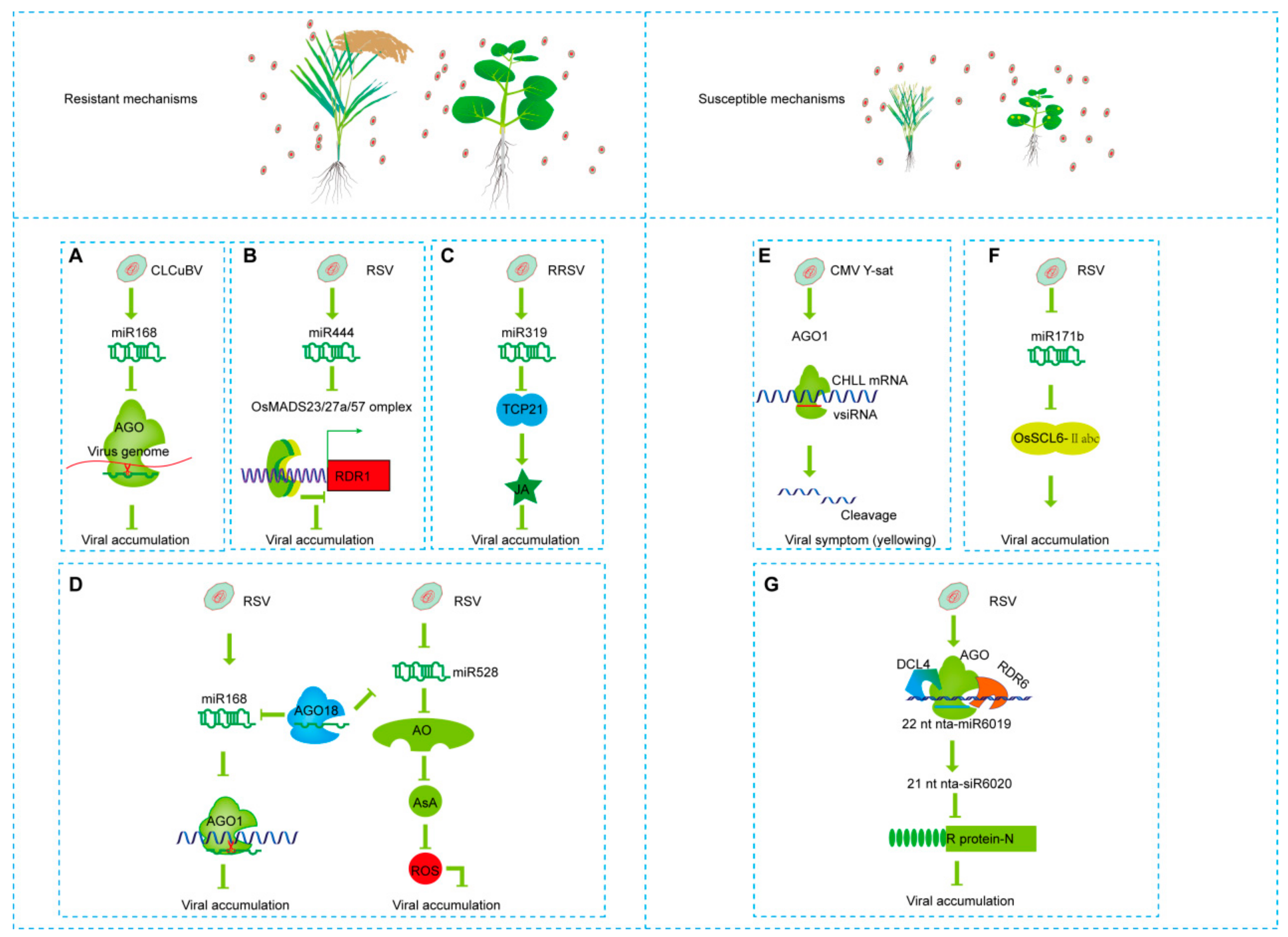 Viruses 11 00827 g002