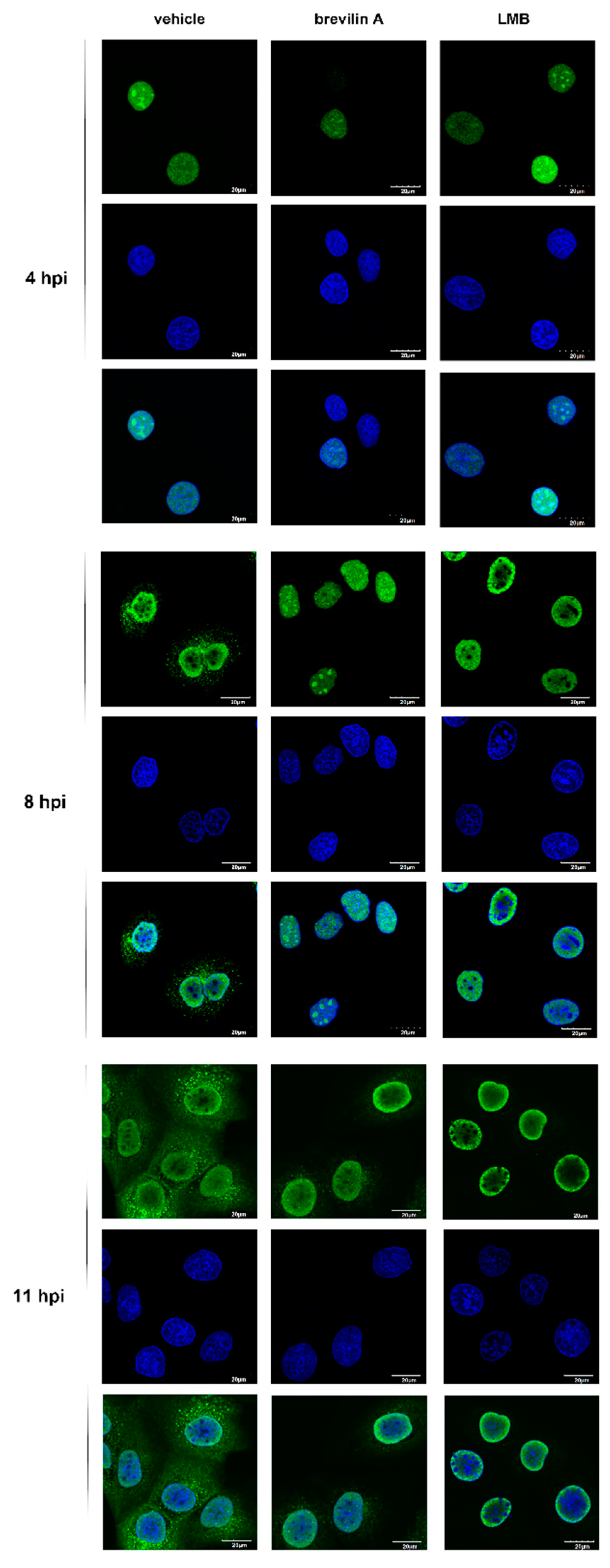 Viruses 11 00835 g006