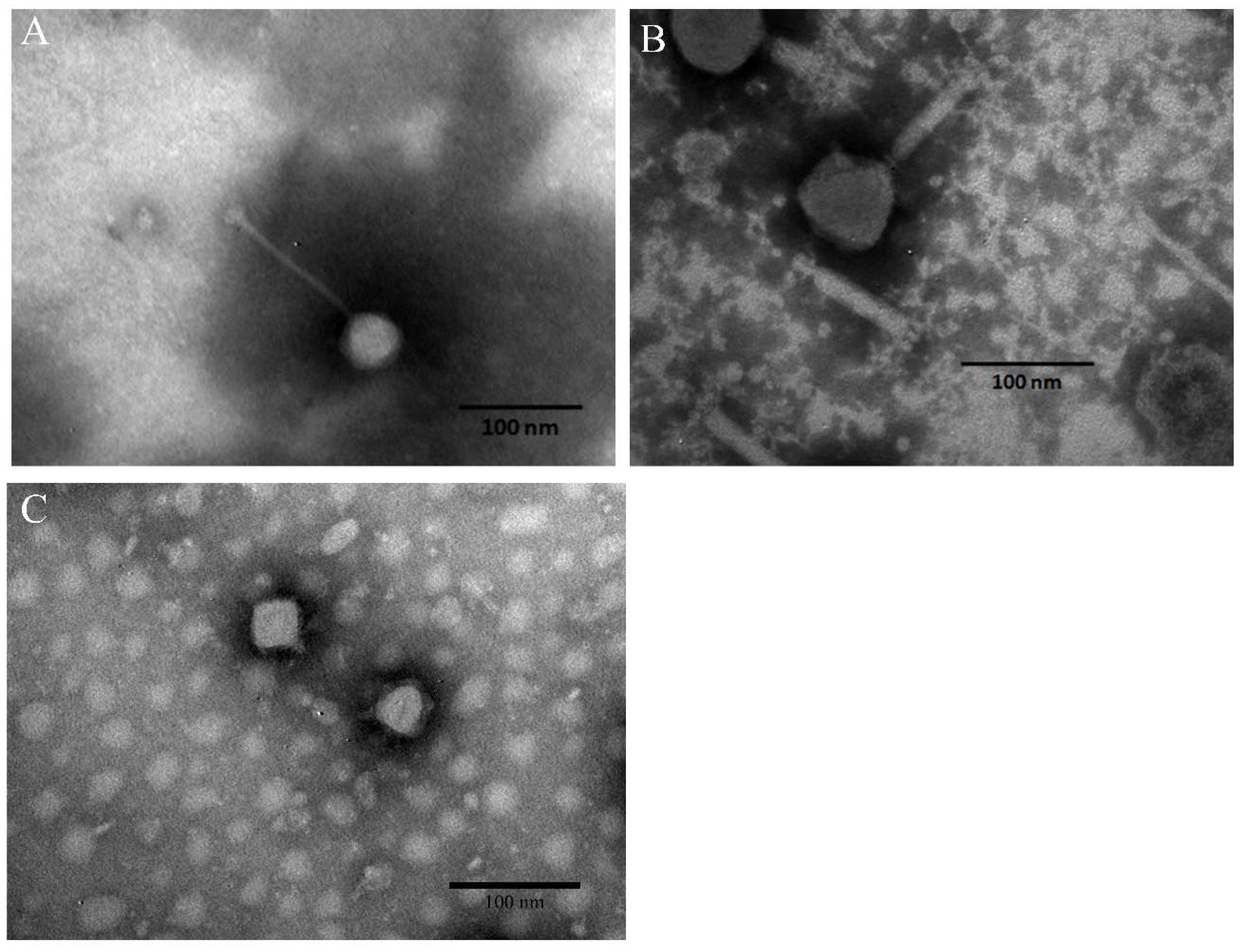 Viruses 11 00841 g002