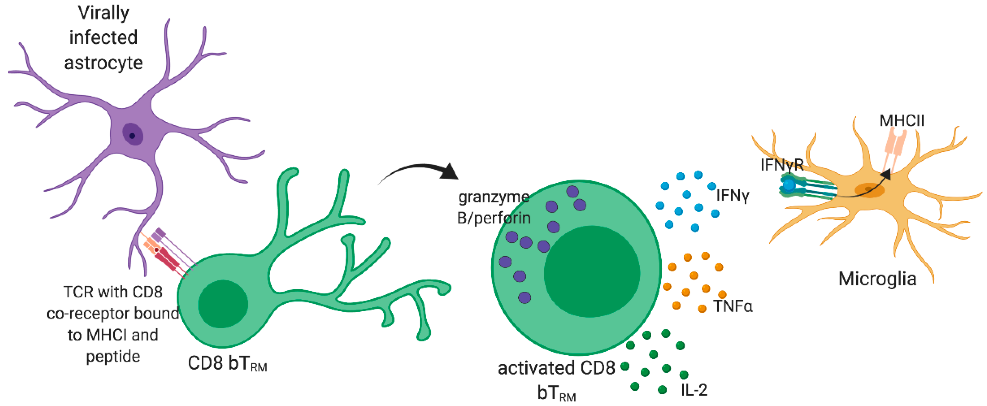 Viruses Free Full Text To Go Or Stay The Development Benefit And Detriment Of Tissue Resident Memory Cd8 T Cells During Central Nervous System Viral Infections