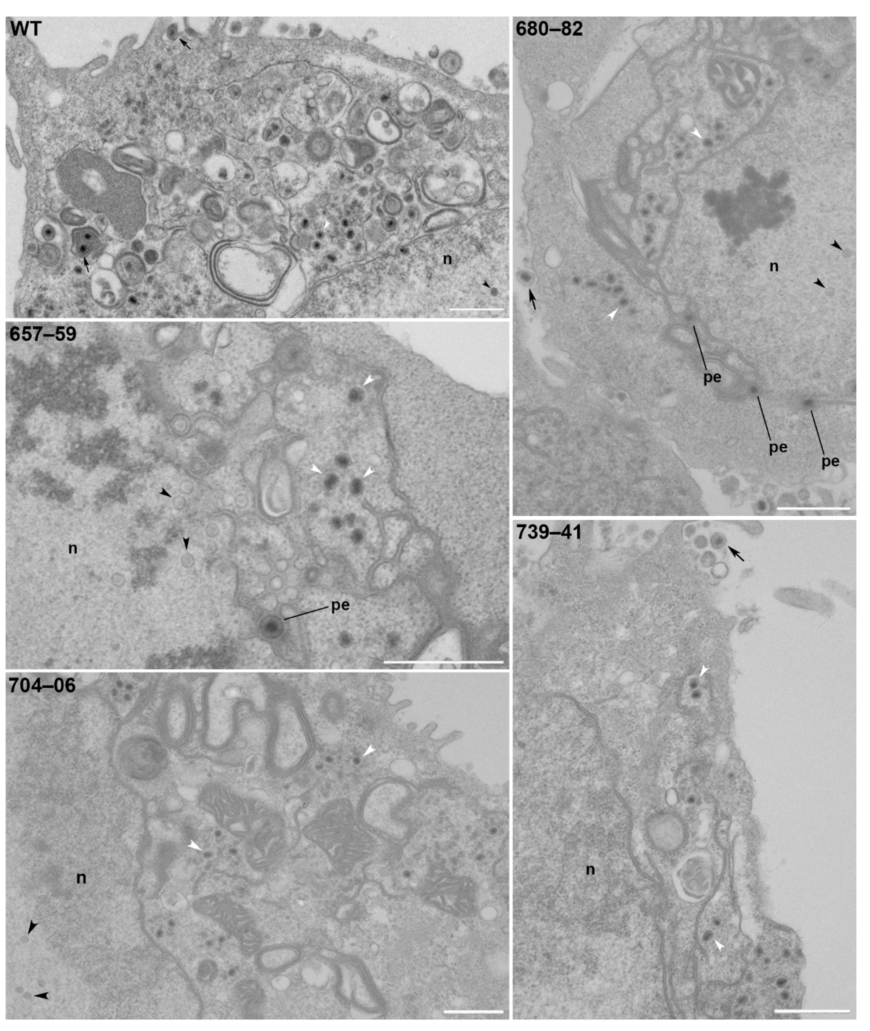 Viruses 11 00853 g006