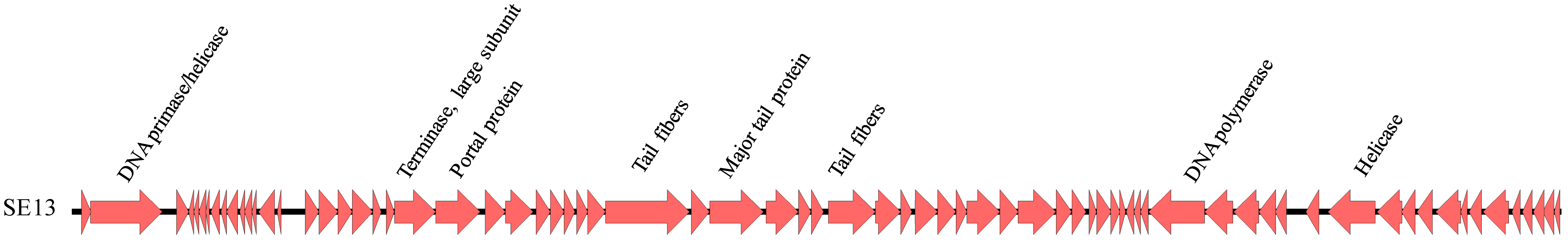 Viruses 11 00854 g003 Viruses 11 00854 g003