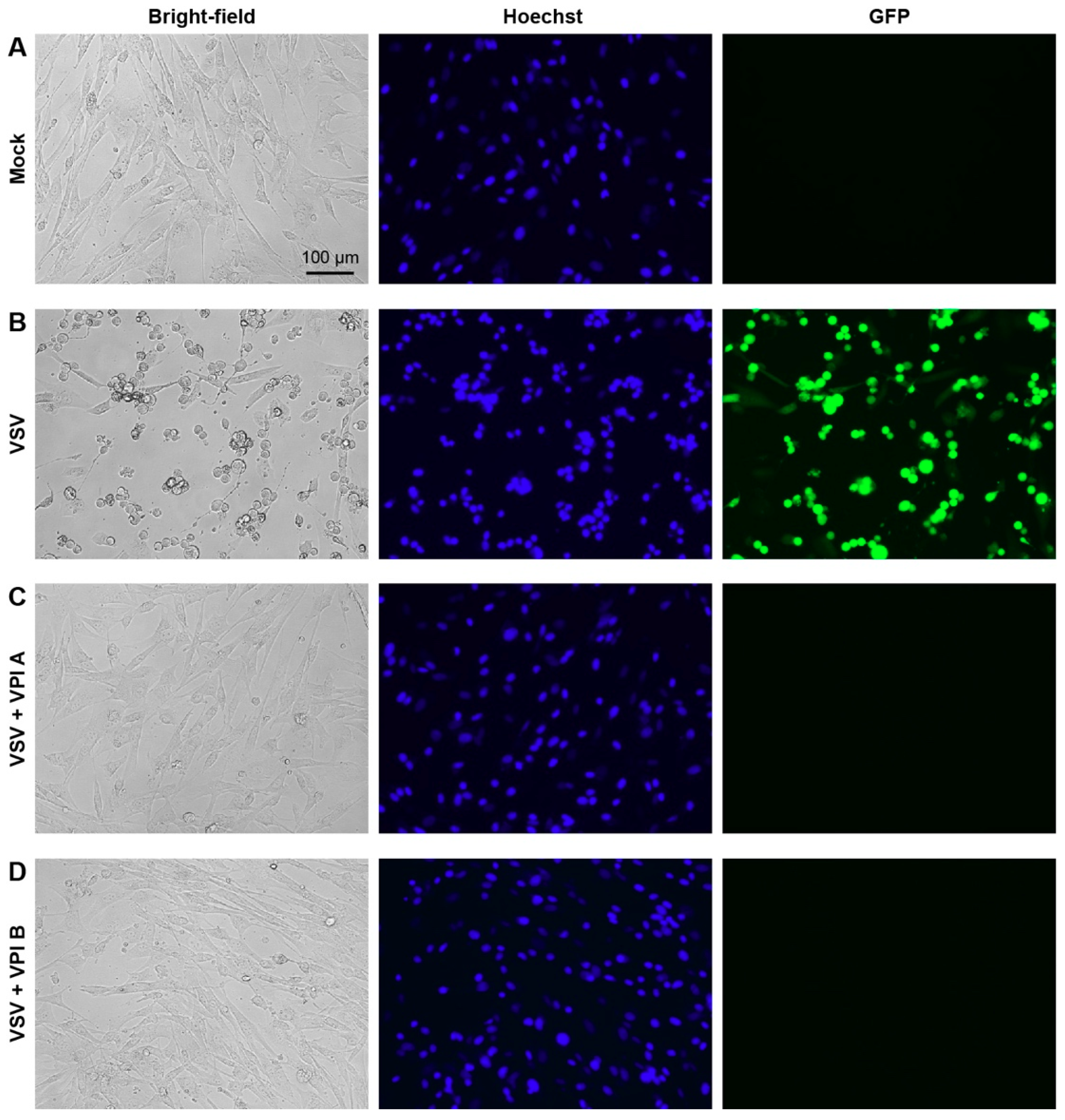 Viruses 11 00856 g003 Viruses 11 00856 g003