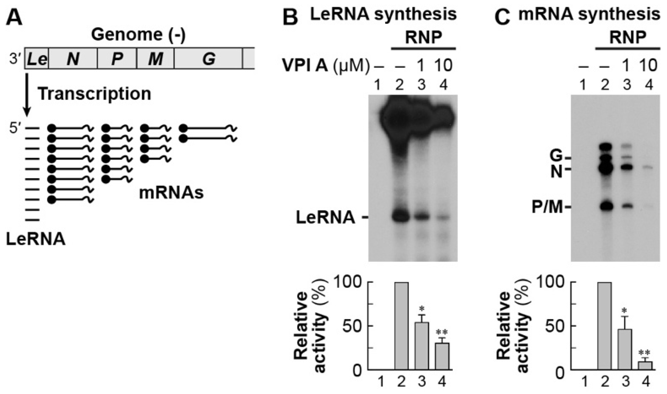Viruses 11 00856 g007 Viruses 11 00856 g007