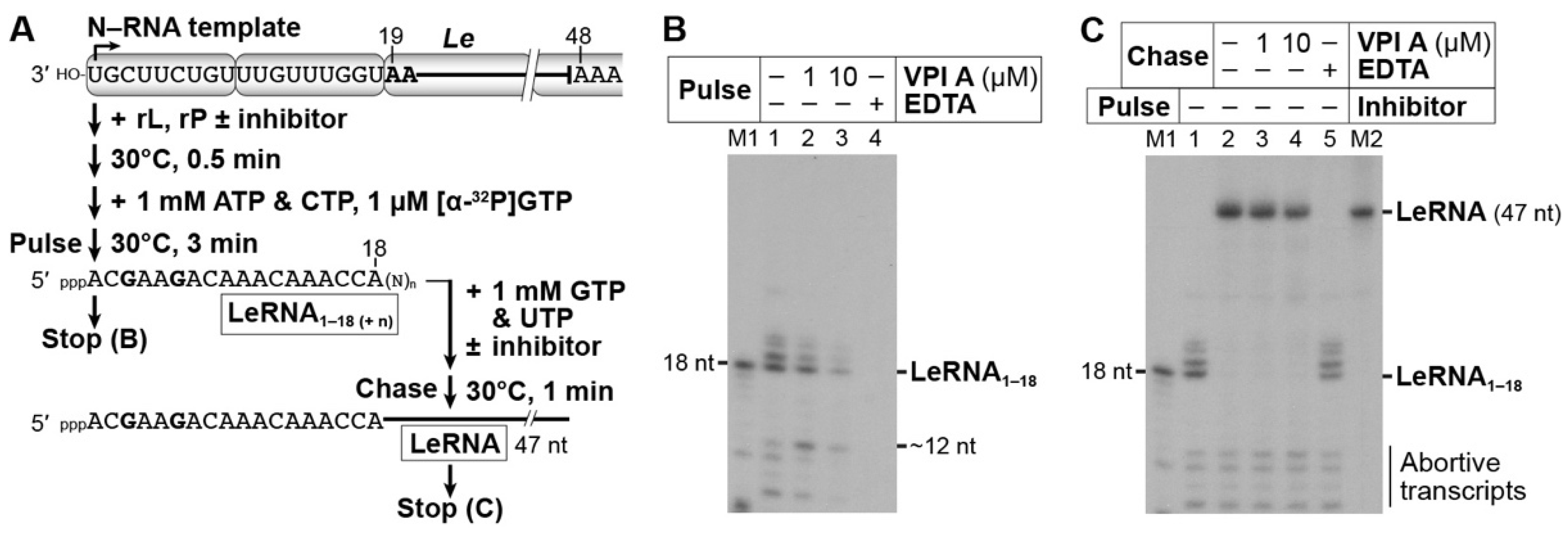 Viruses 11 00856 g008 Viruses 11 00856 g008