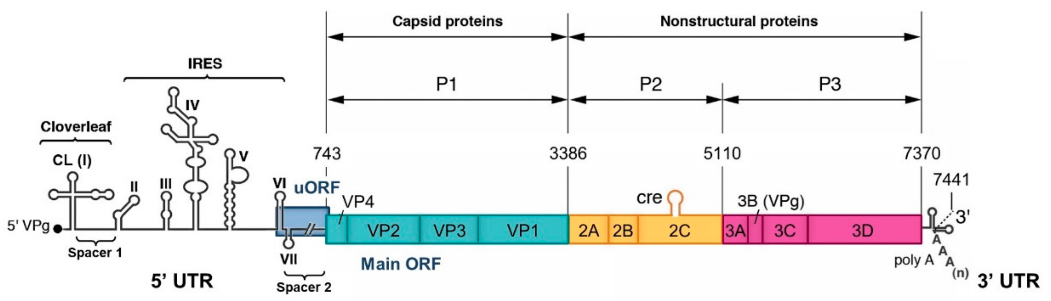 Viruses 11 00859 g001