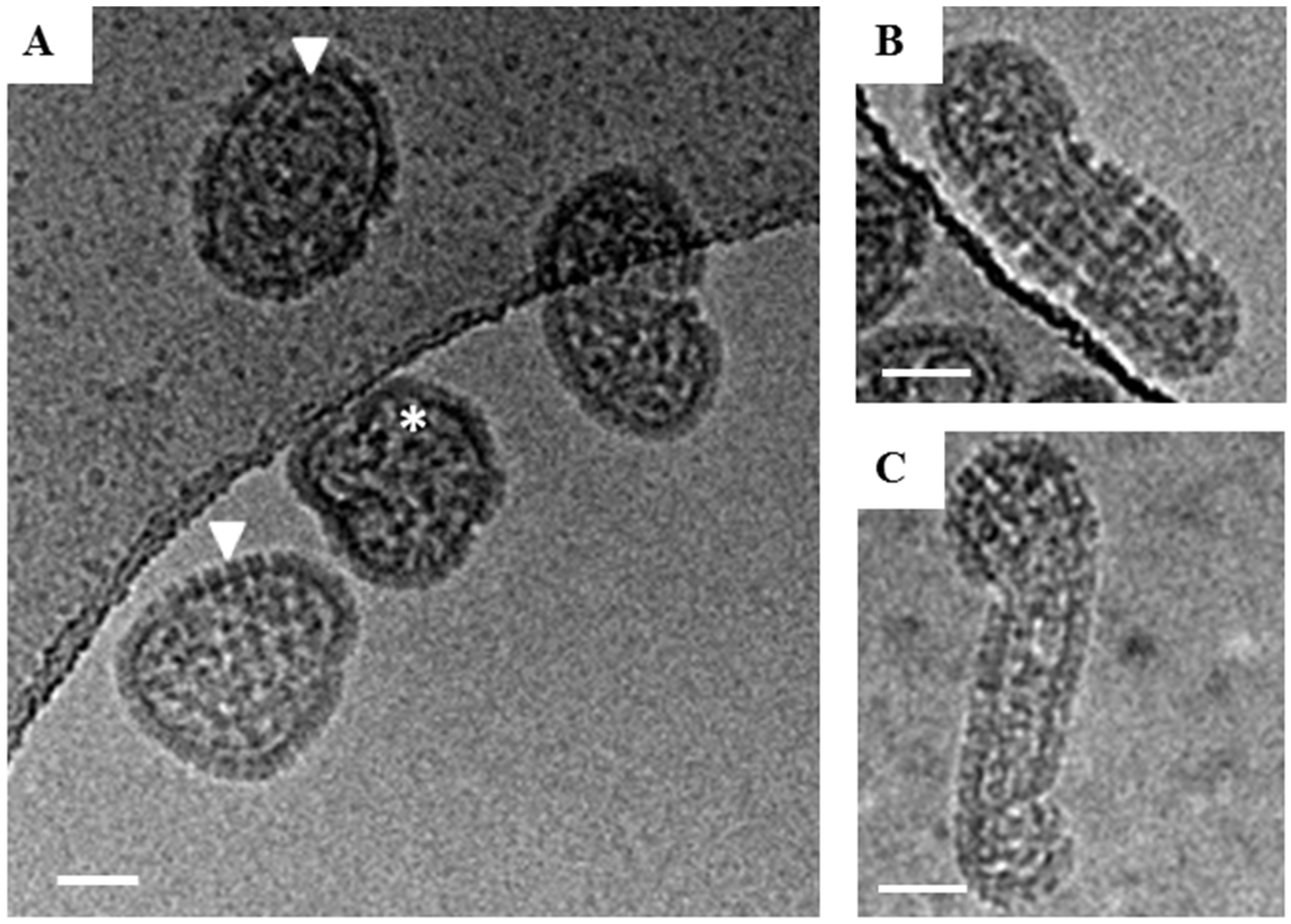 Viruses 11 00862 g001