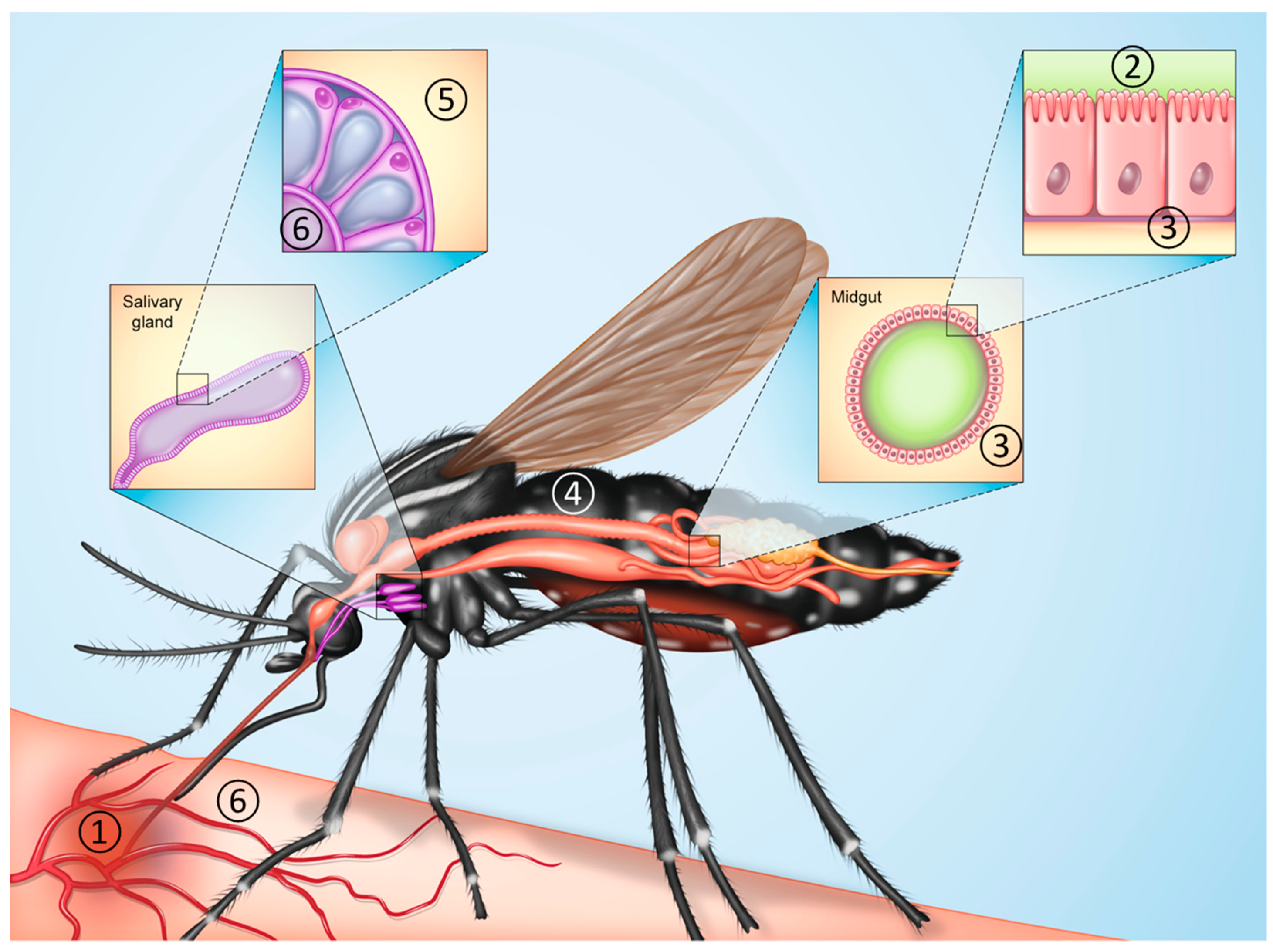 Viruses 11 00867 g001 Viruses 11 00867 g001