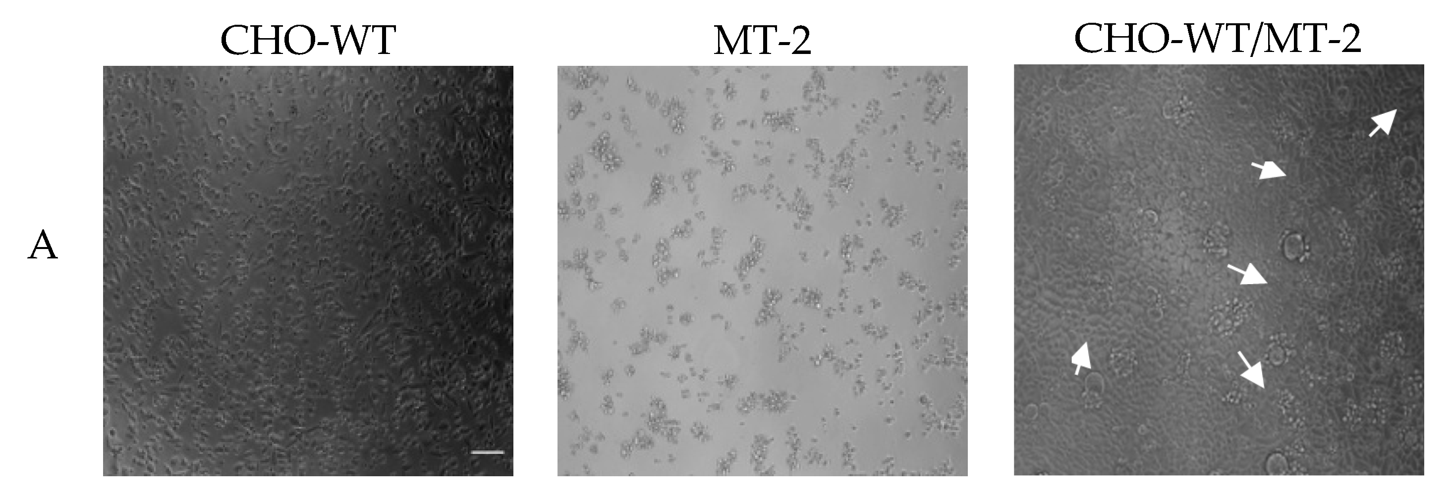 Viruses 11 00874 g006a