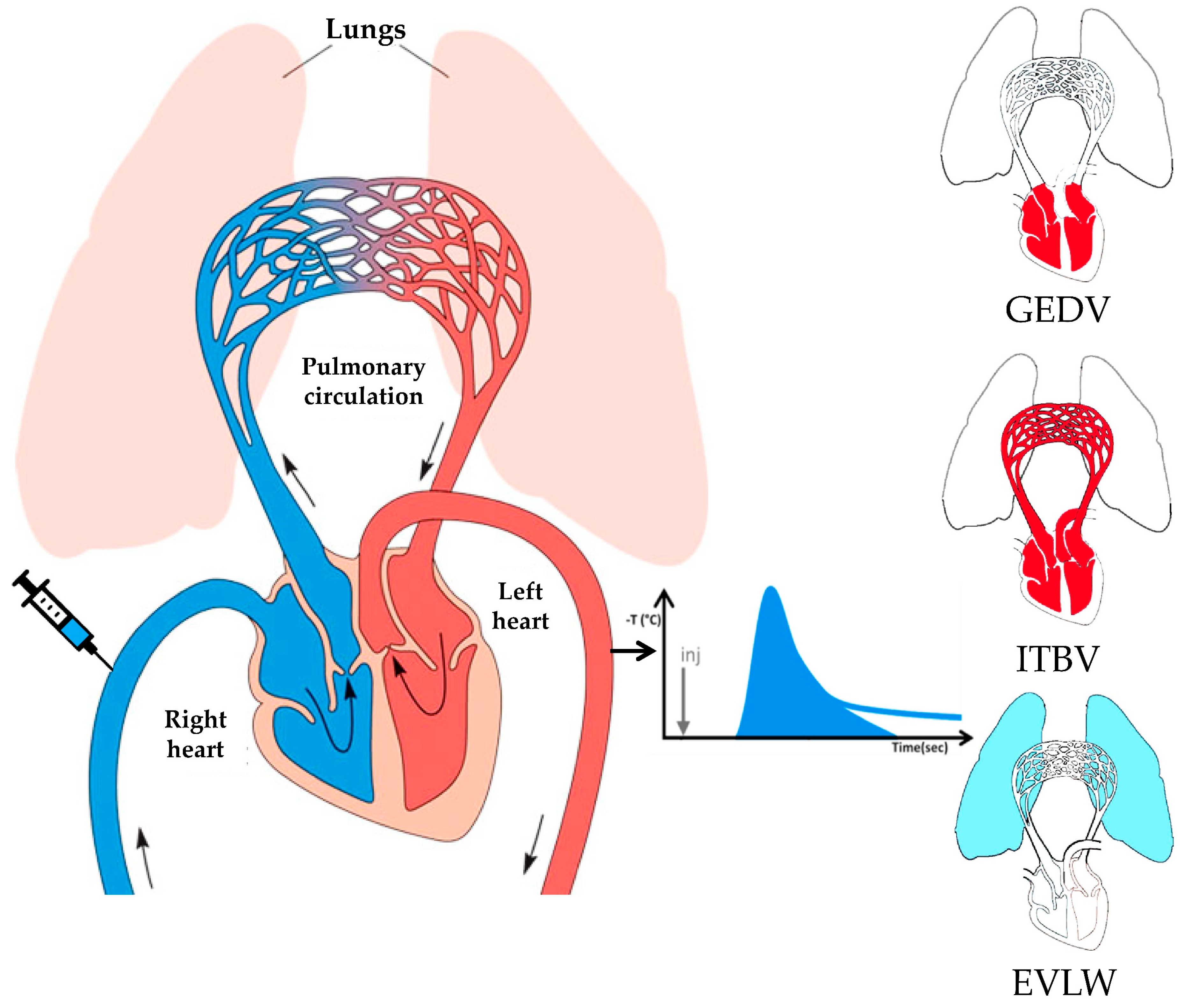 Viruses Free FullText Hemodynamic and Pulmonary Permeability