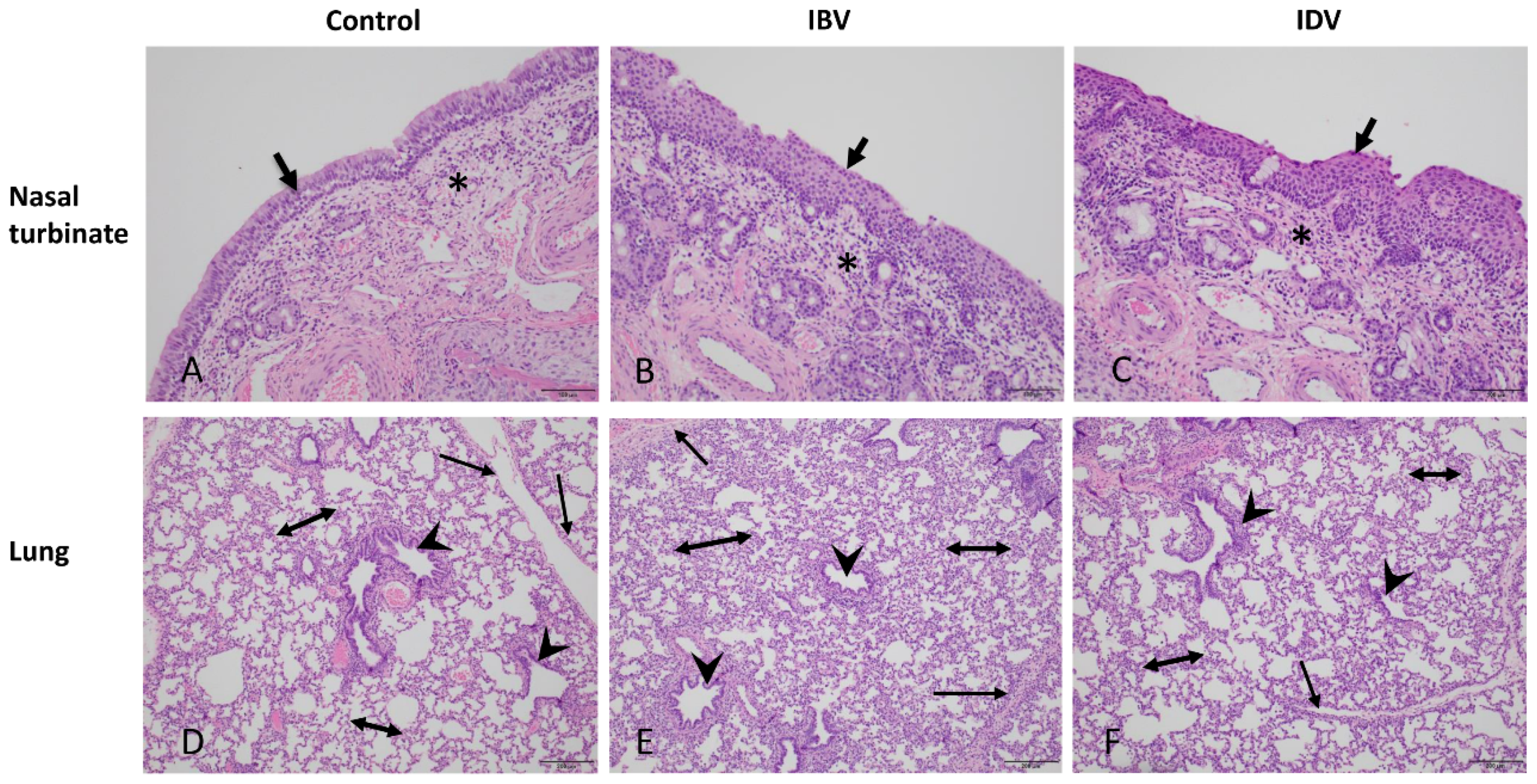 Viruses 11 00905 g002 Viruses 11 00905 g002