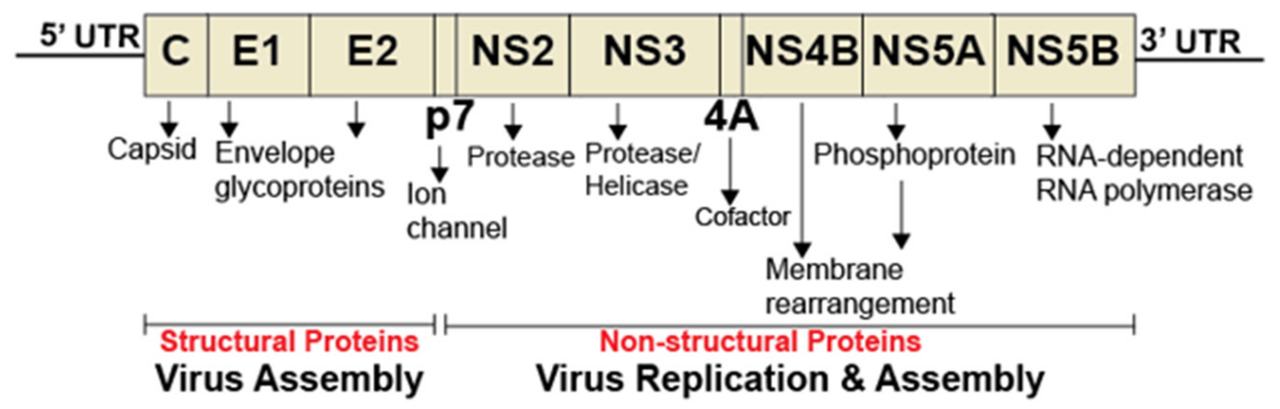 Viruses 11 00912 g002
