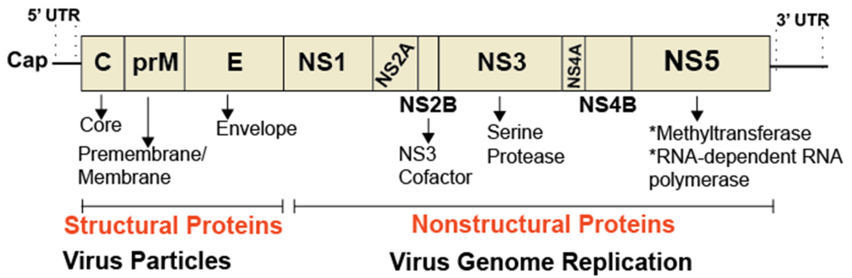 Viruses 11 00912 g003