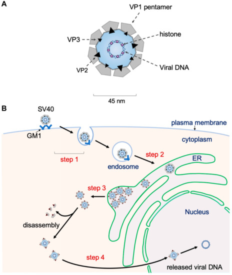 Image de la structure du virus