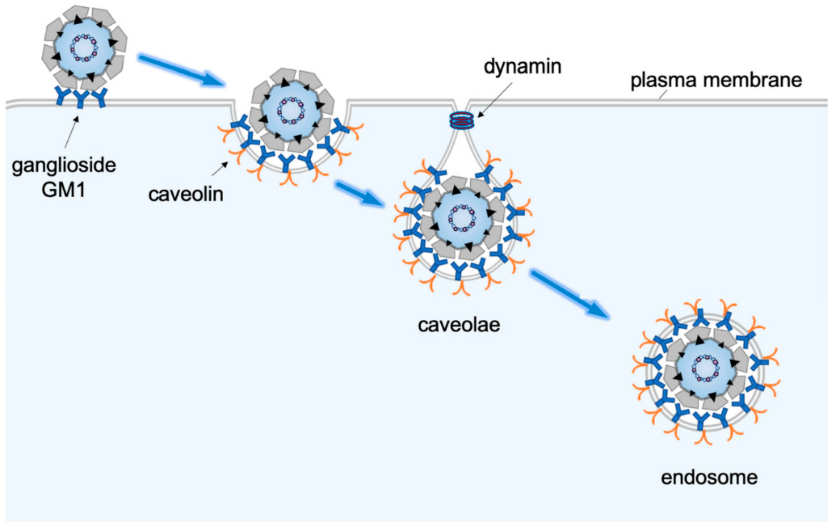 Viruses 11 00917 g002