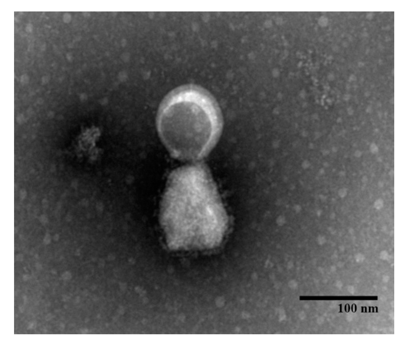 Viruses 11 00919 g002 Viruses 11 00919 g002