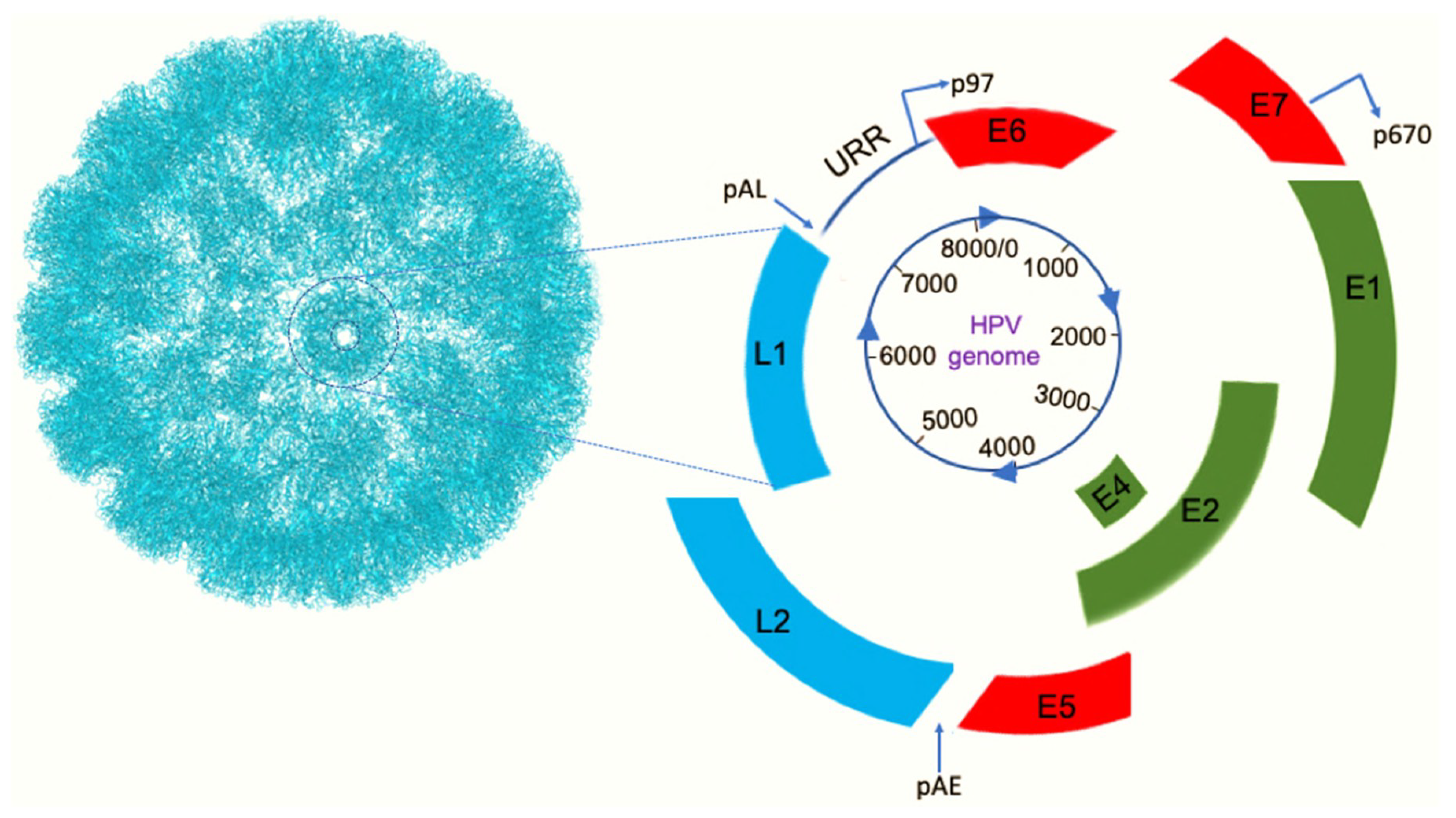 hpv virus cell structure