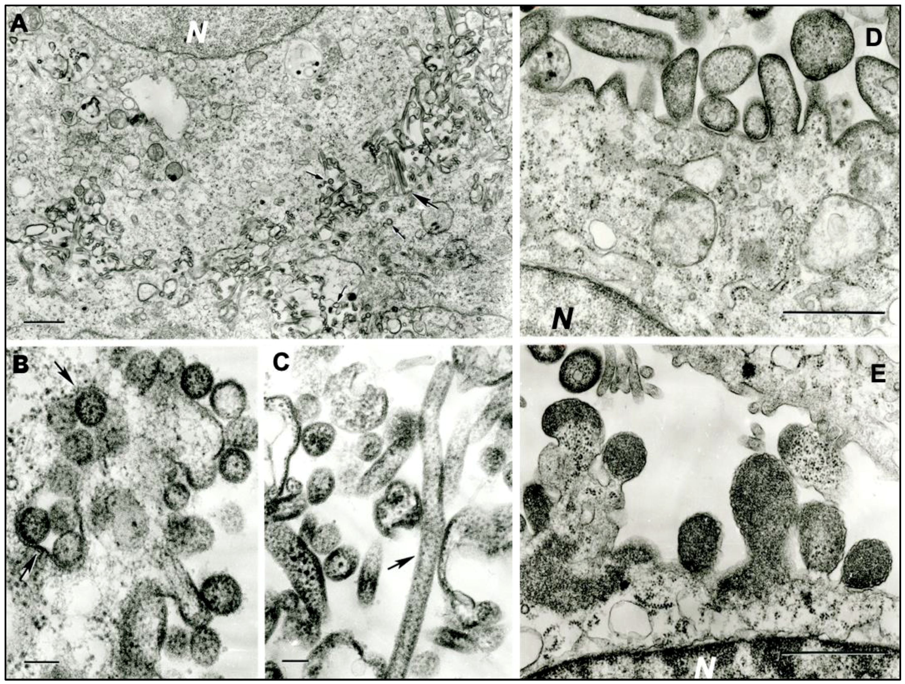 Viruses 11 00927 g001