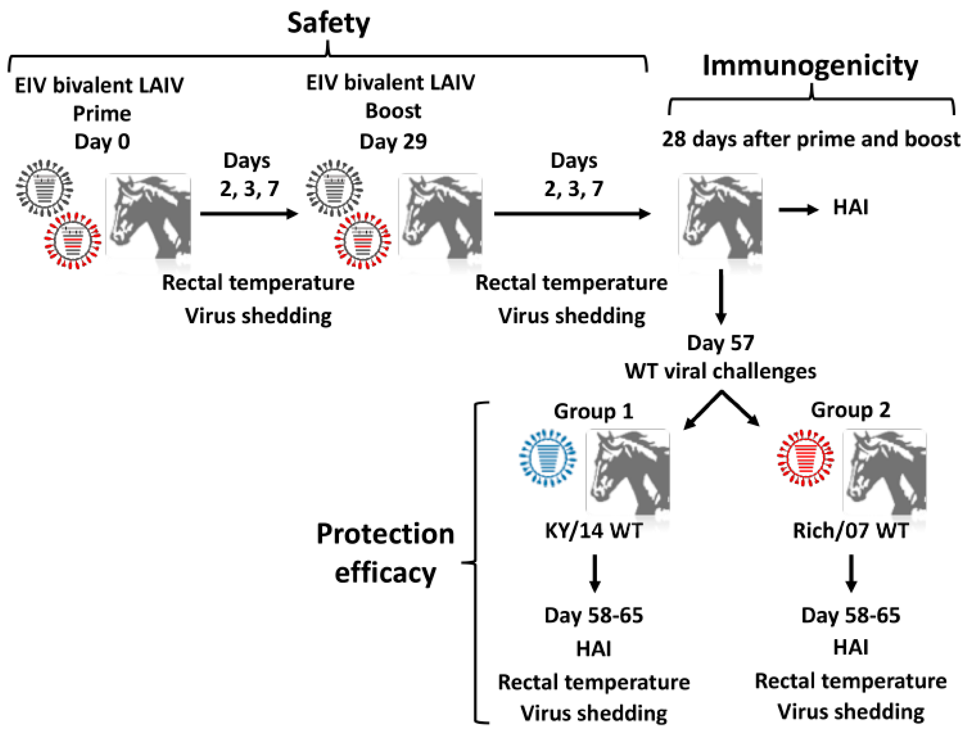 Viruses 11 00933 g005 Viruses 11 00933 g005