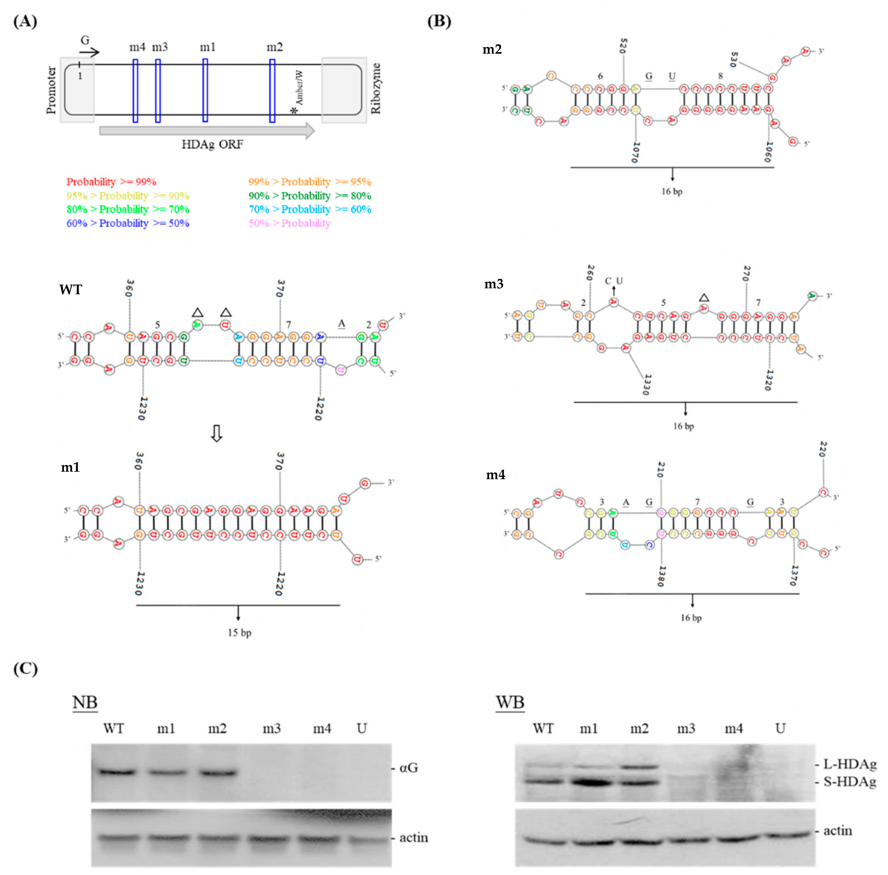 Viruses 11 00934 g001 Viruses 11 00934 g001
