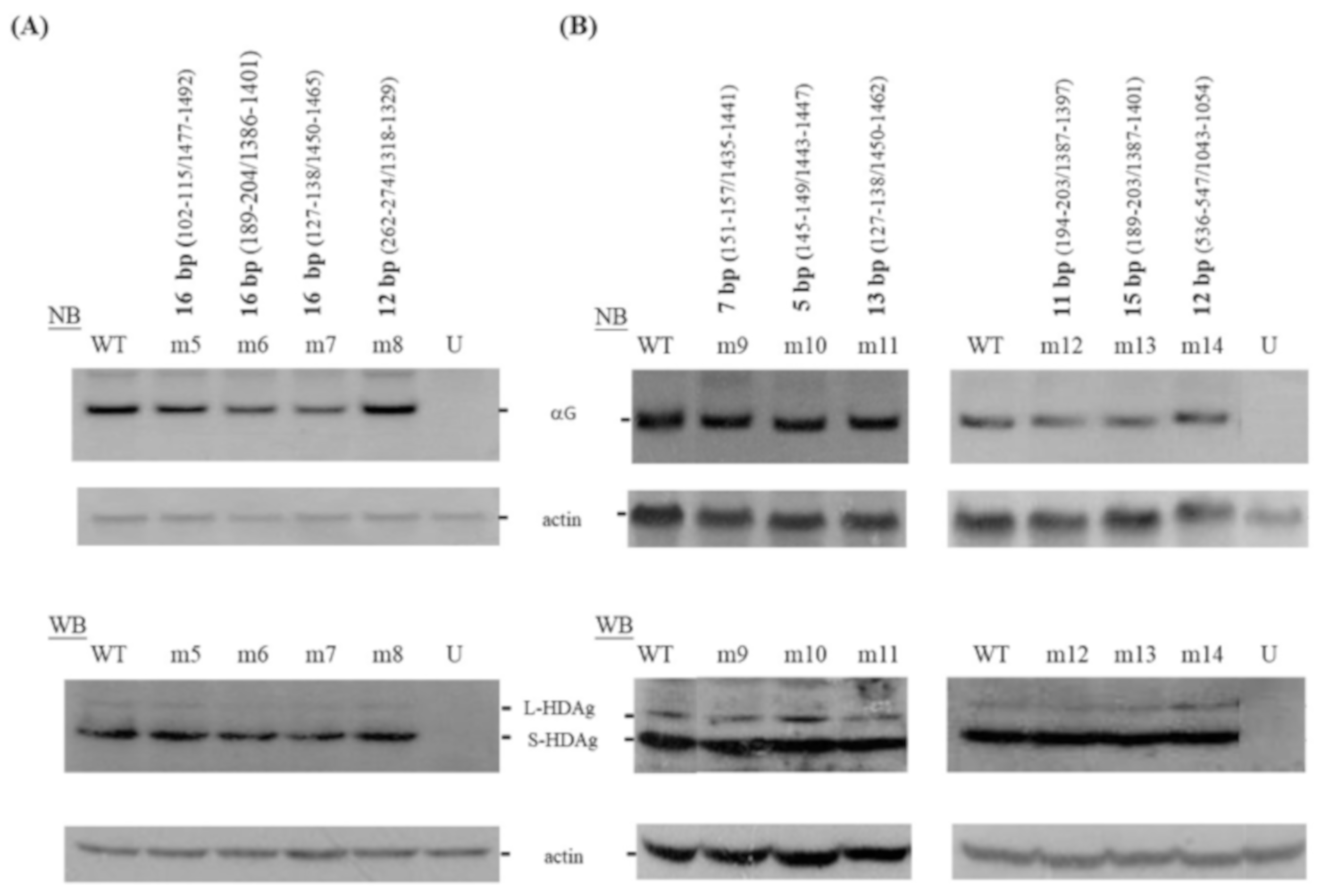 Viruses 11 00934 g002 Viruses 11 00934 g002