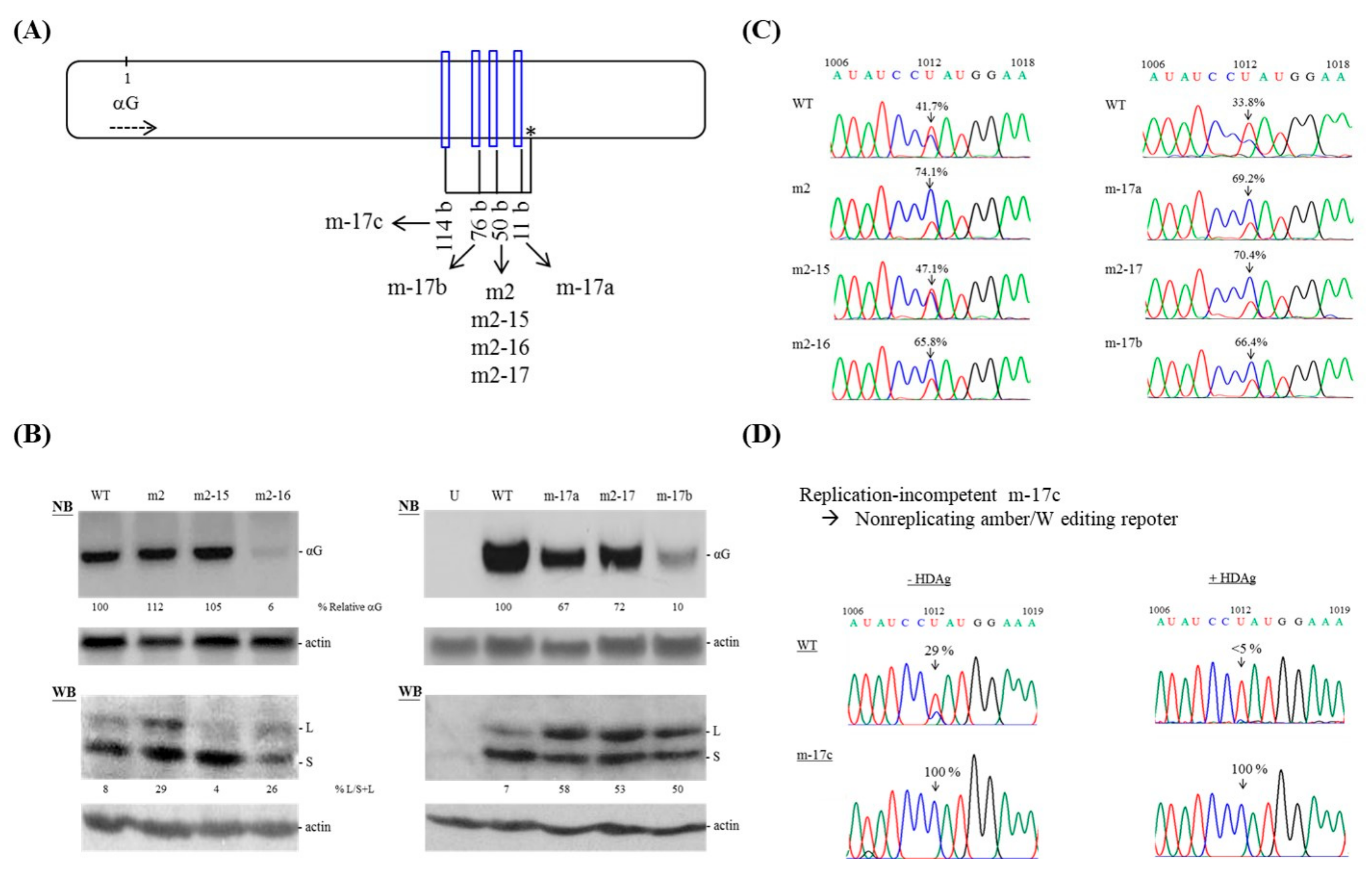 Viruses 11 00934 g004 Viruses 11 00934 g004