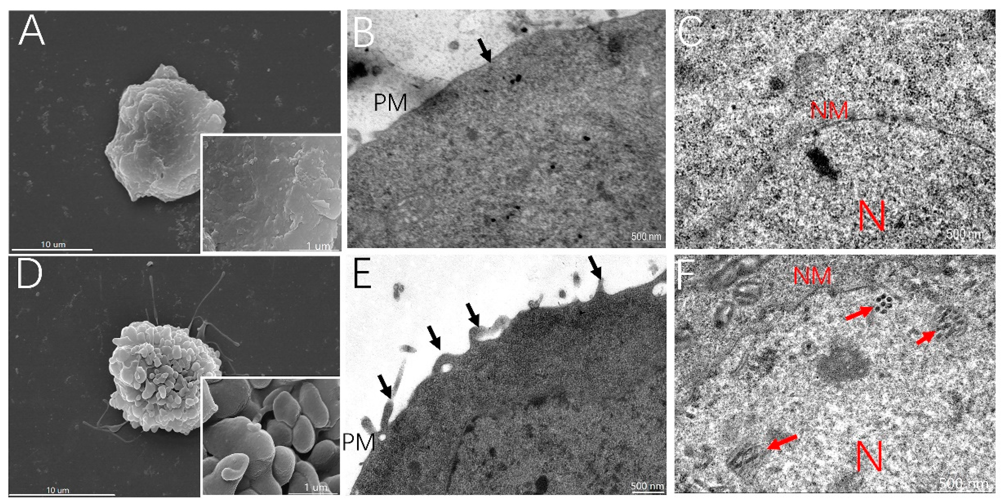Viruses 11 00937 g002