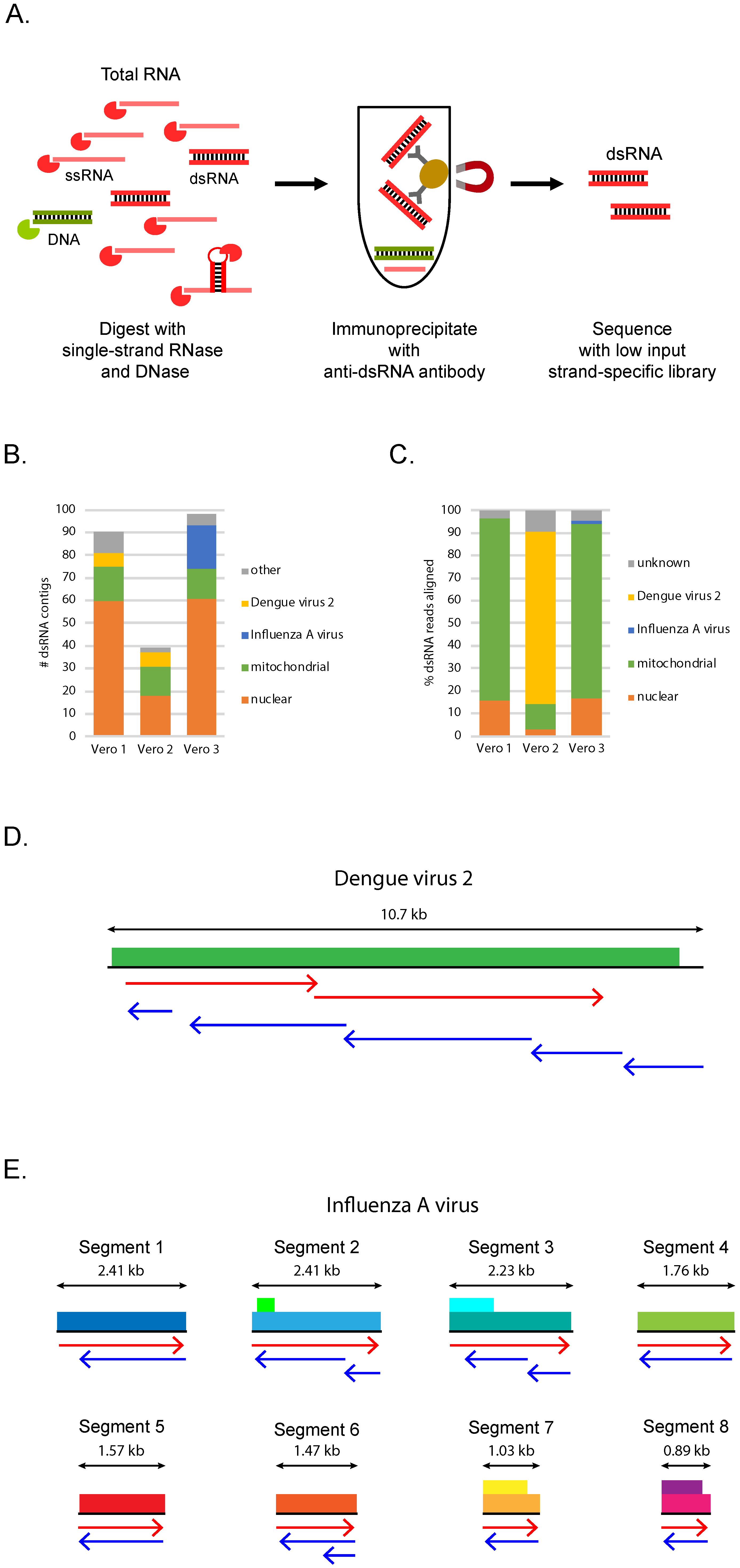 Viruses Free Full Text Dsrna Seq Identification Of Viral Infection By Purifying And Sequencing Dsrna Html Viruses Free Full Text Dsrna Seq Identification Of Viral Infection By Purifying And Sequencing Dsrna Html