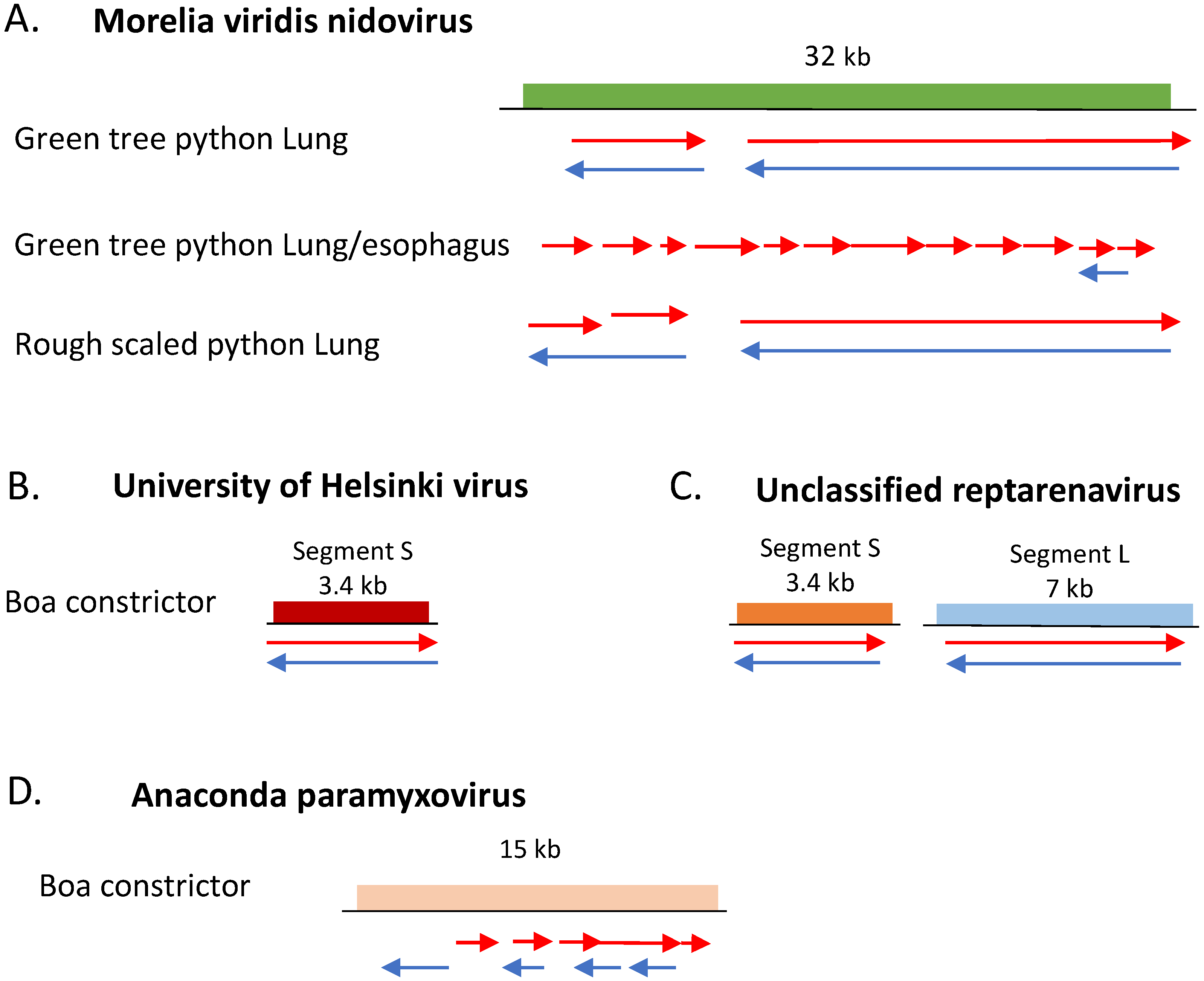 Viruses Free Full Text Dsrna Seq Identification Of Viral Infection By Purifying And Sequencing Dsrna Html