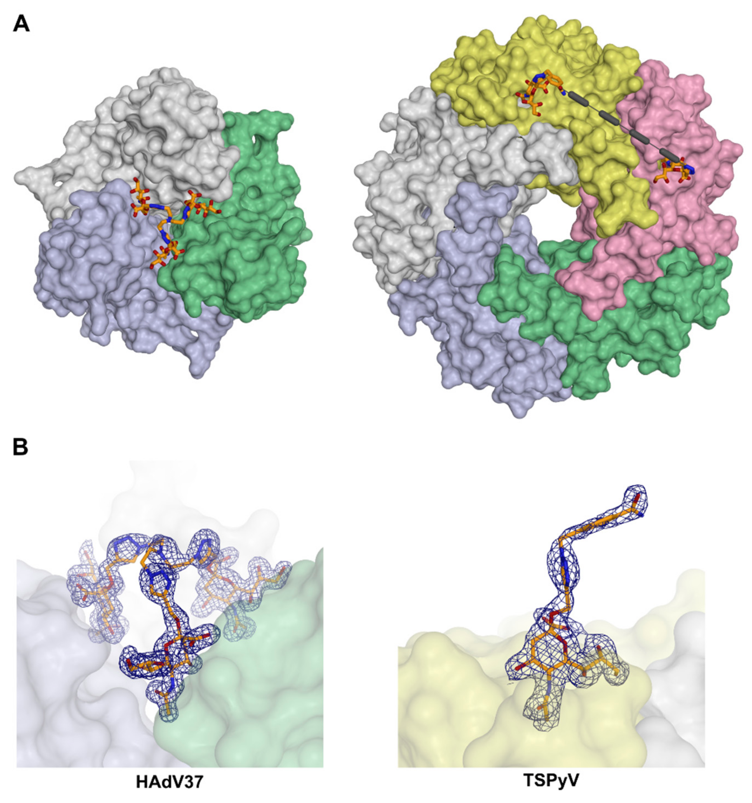 Viruses 11 00947 g005